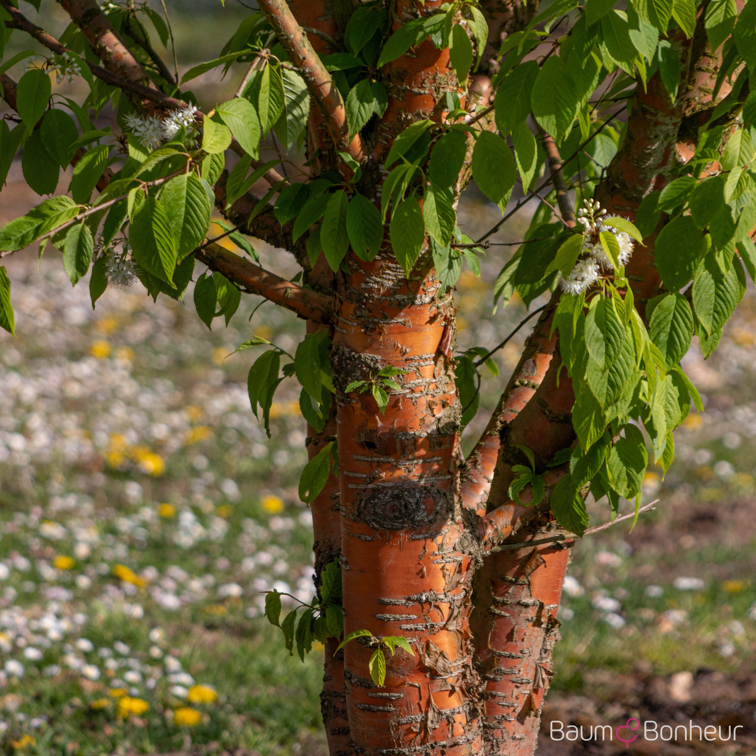 Prunus maackii 'Amber Beauty'