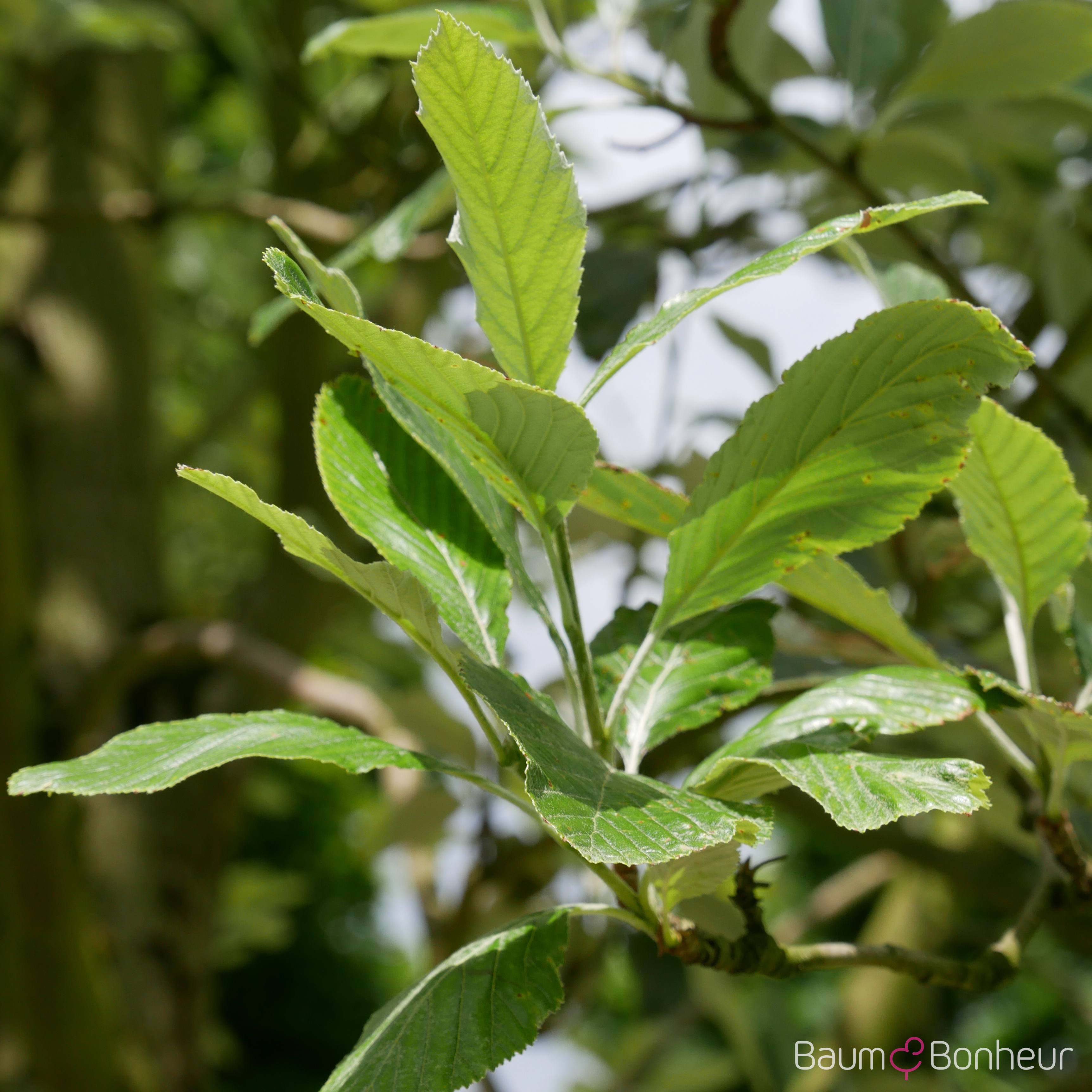 Sorbus aria 'Magnifica'