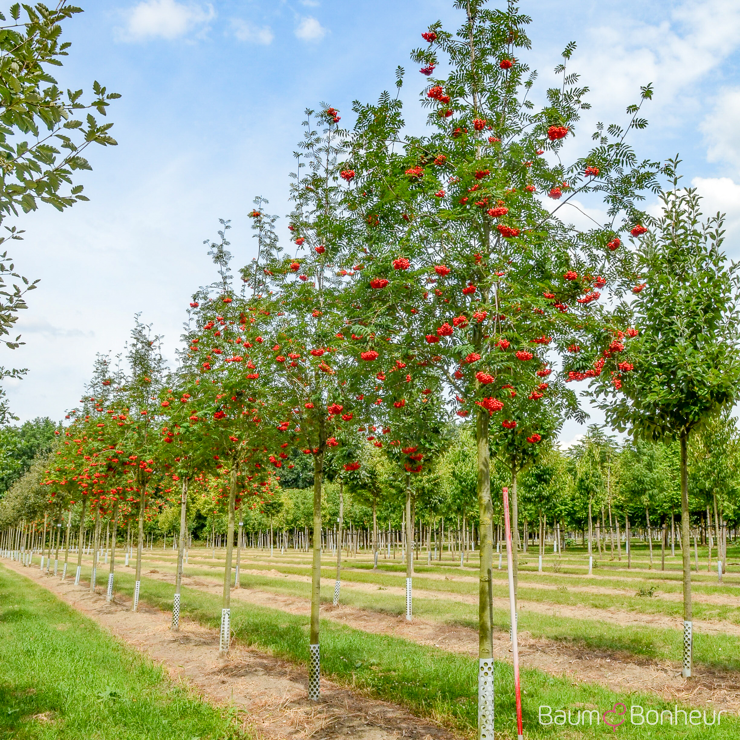 Sorbus aucuparia