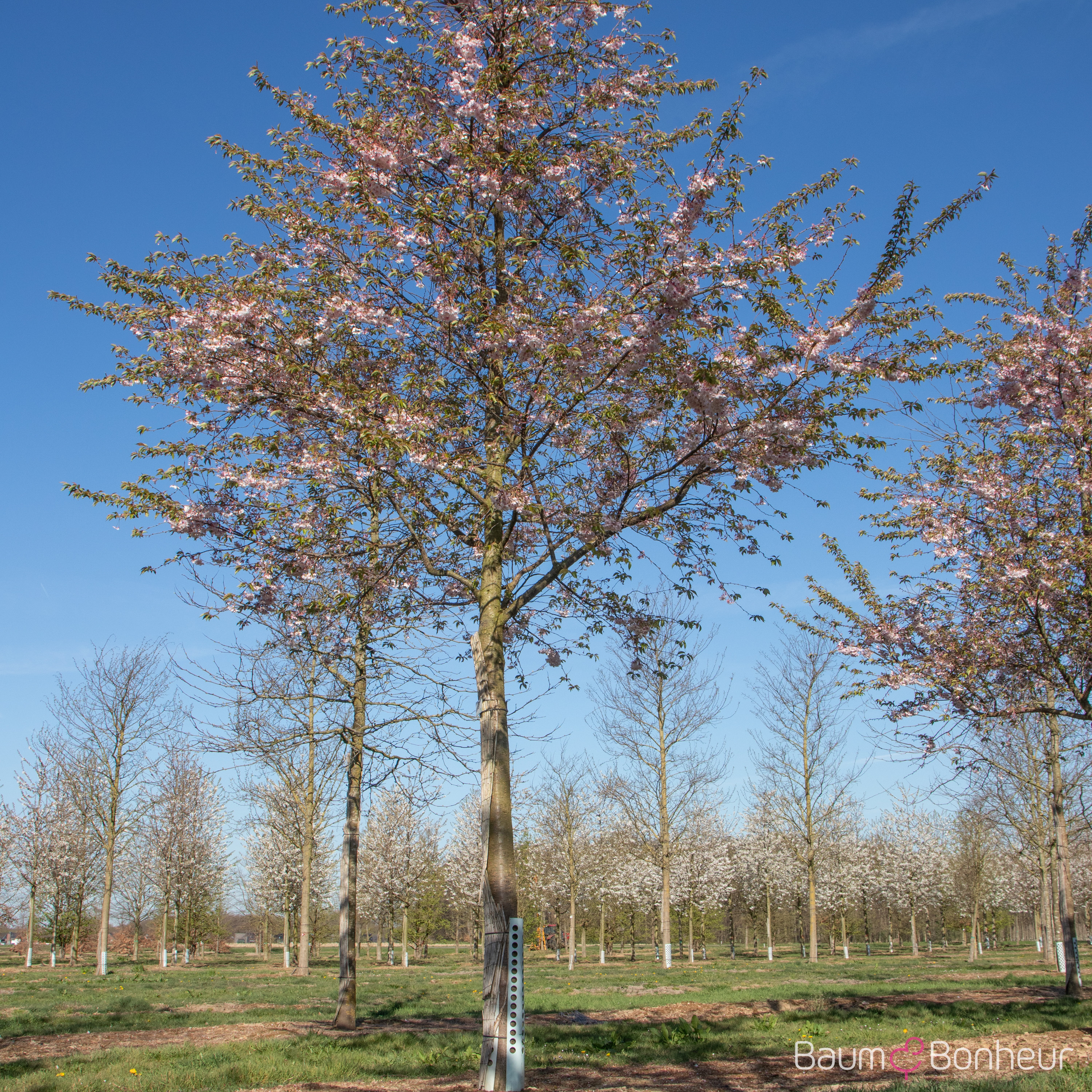 Prunus subhirtella 'Autumnalis'