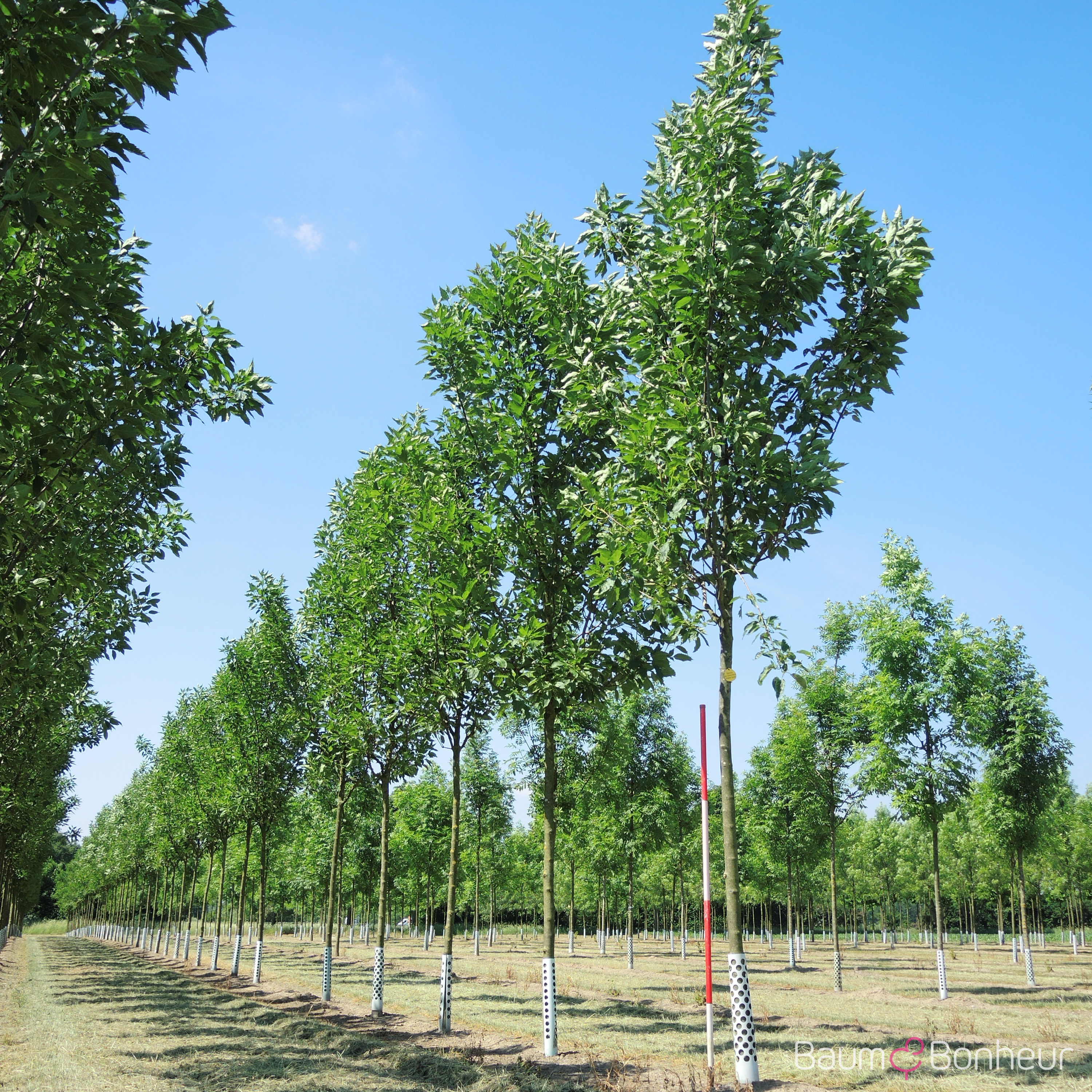 Fraxinus excelsior 'Diversifolia'