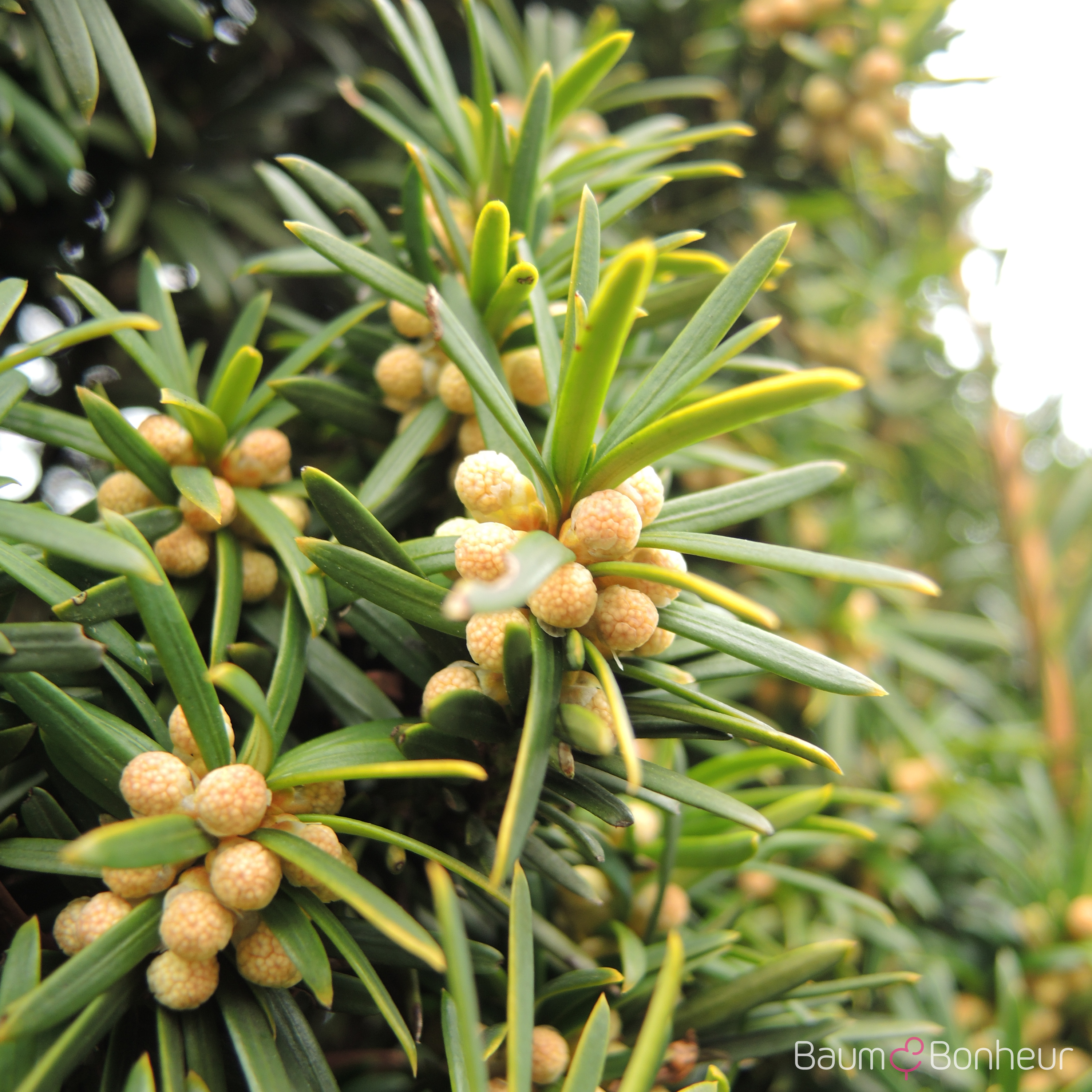 Taxus baccata 'Fastigiata'