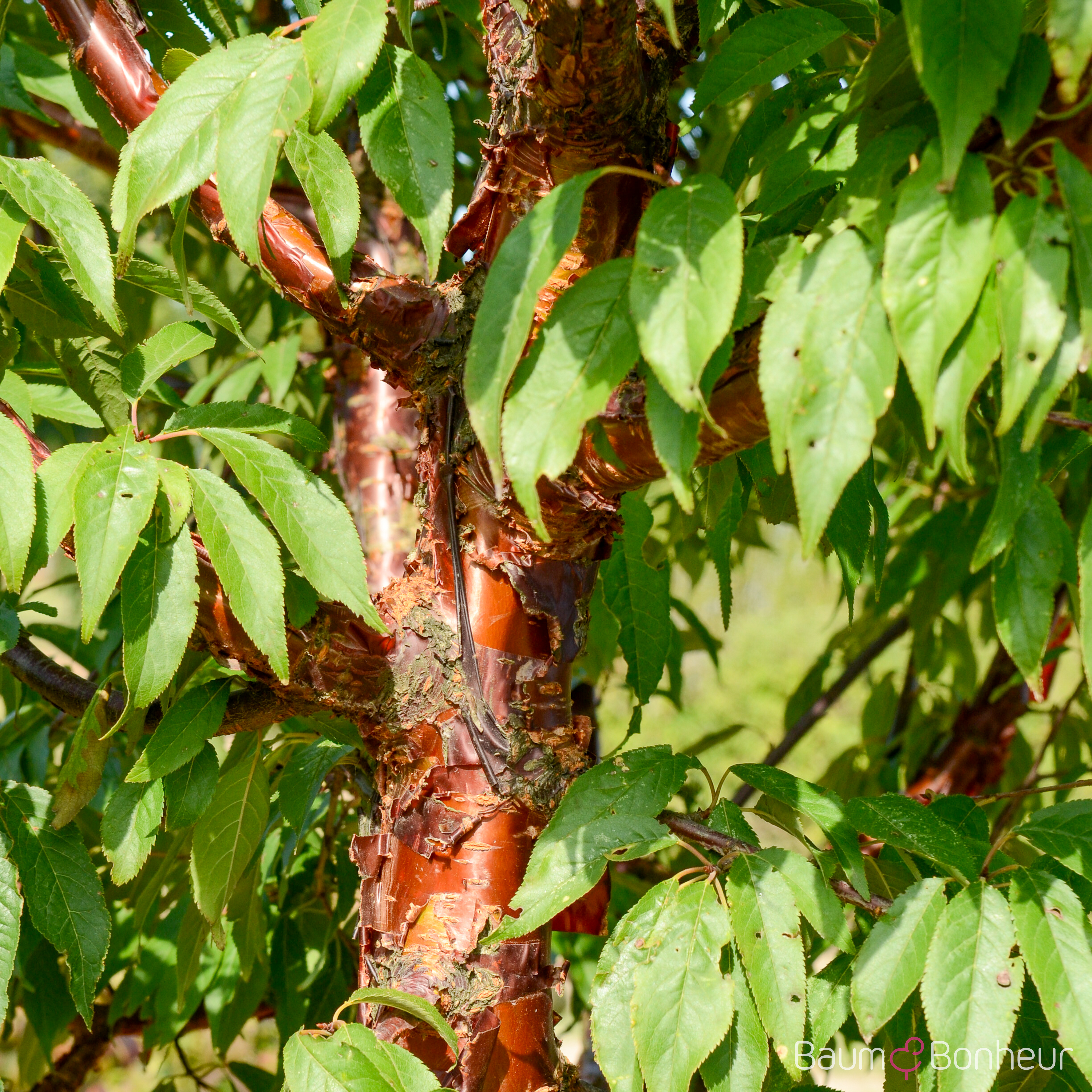 Prunus serrula