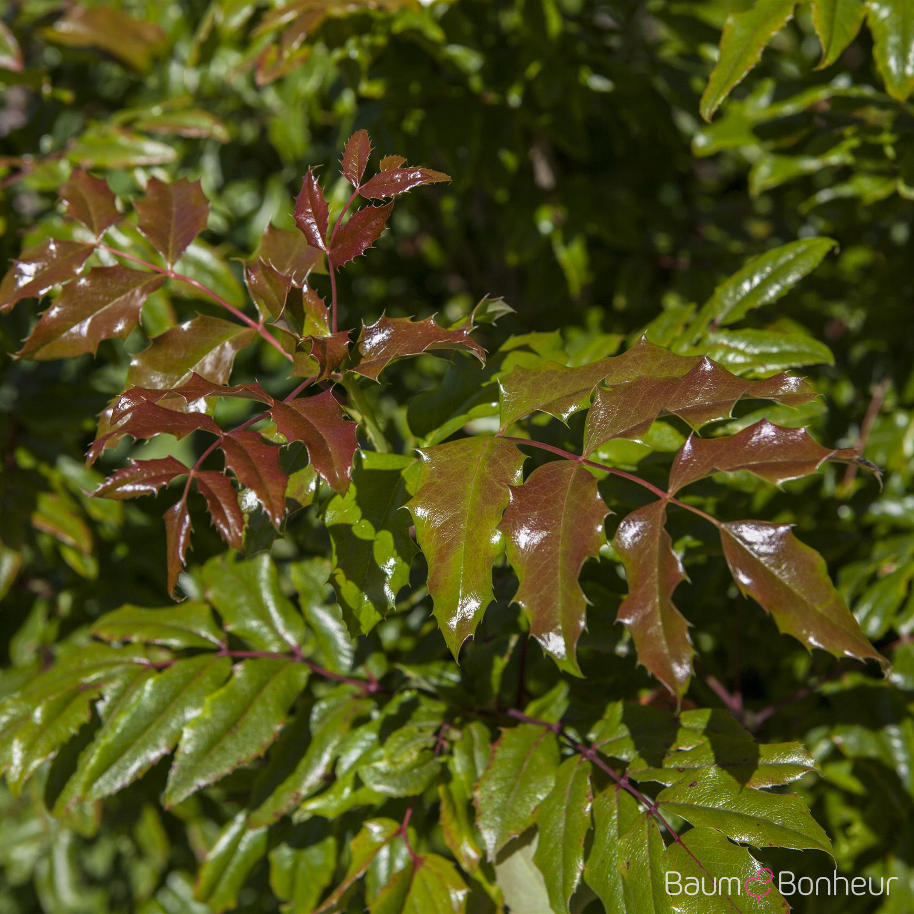 Mahonia aquifolium