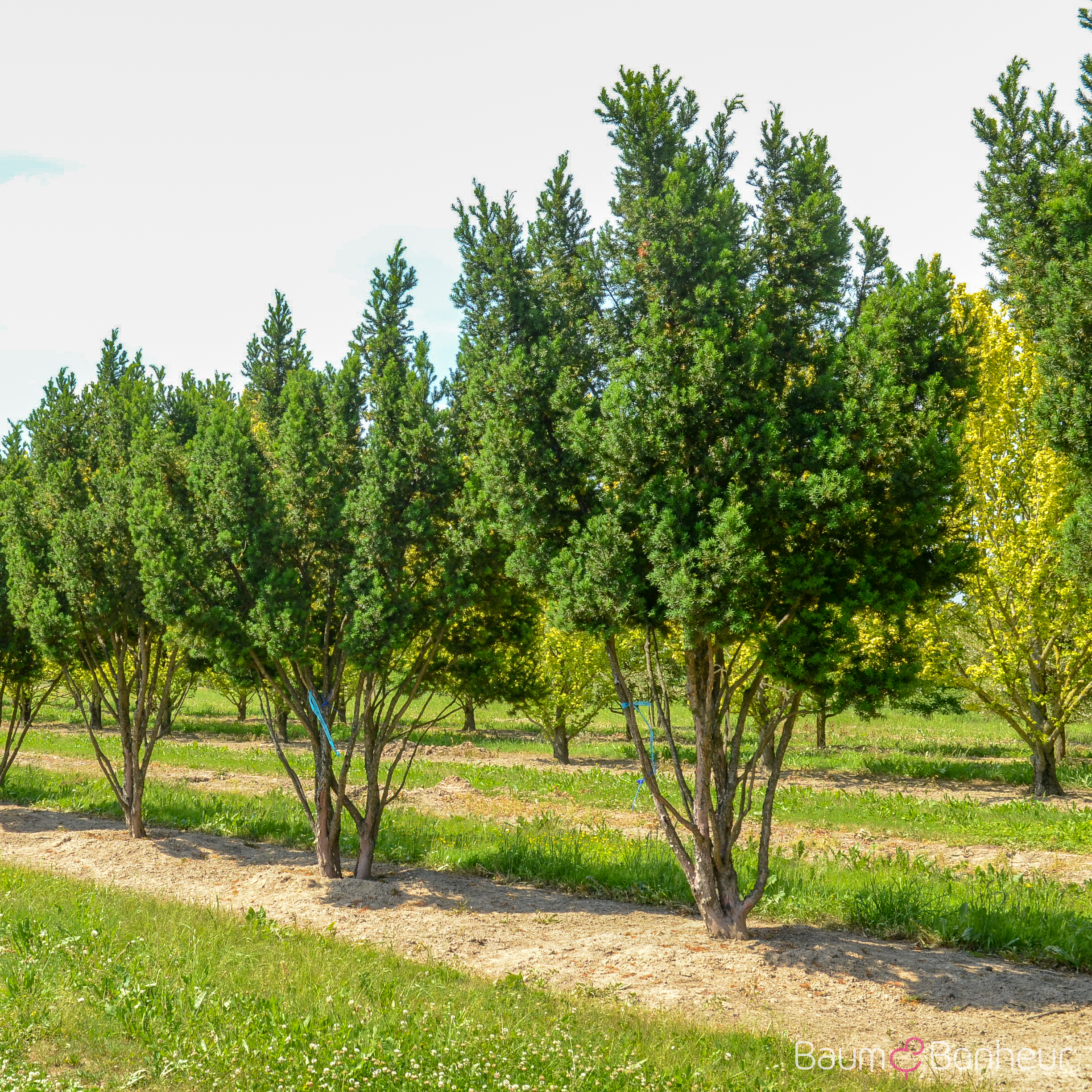 Taxus media 'Hicksii'