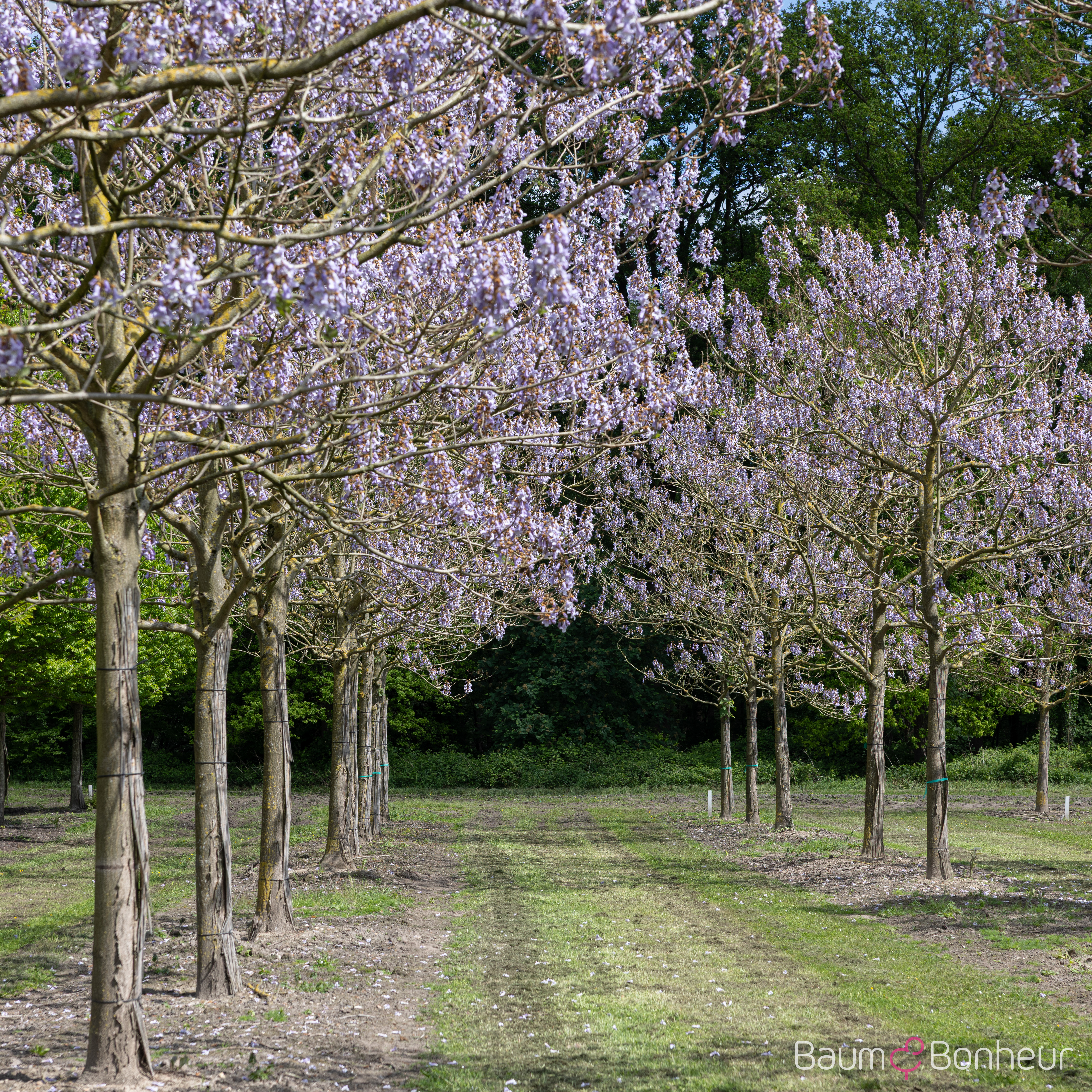 Paulownia tomentosa