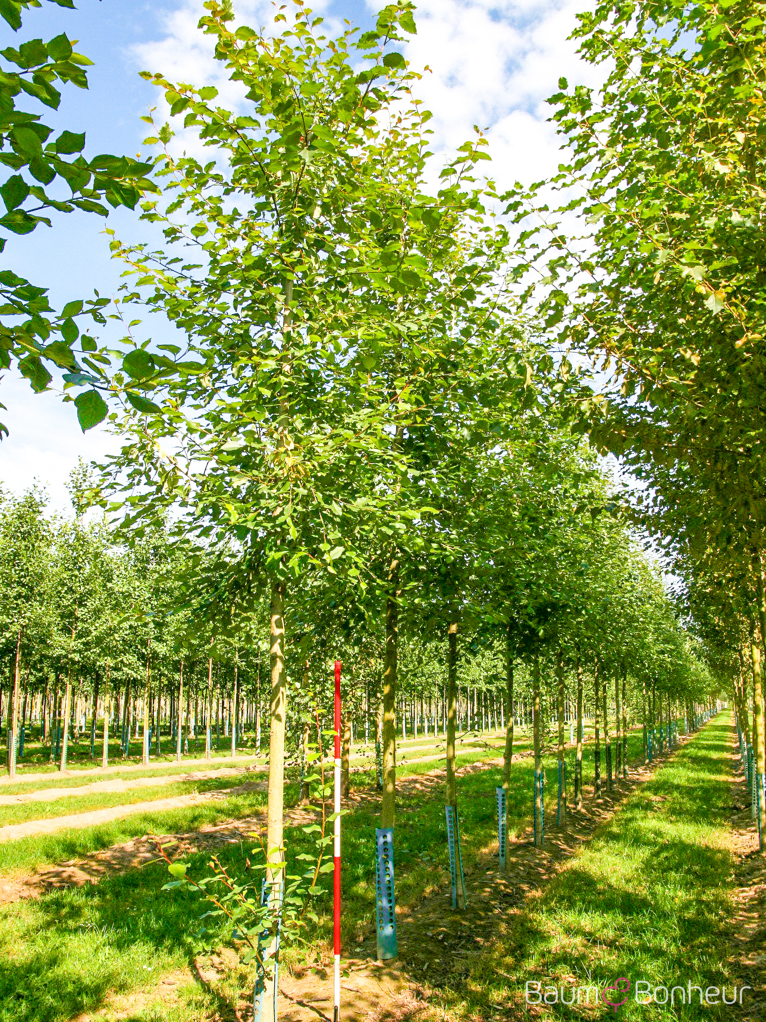 Populus simonii