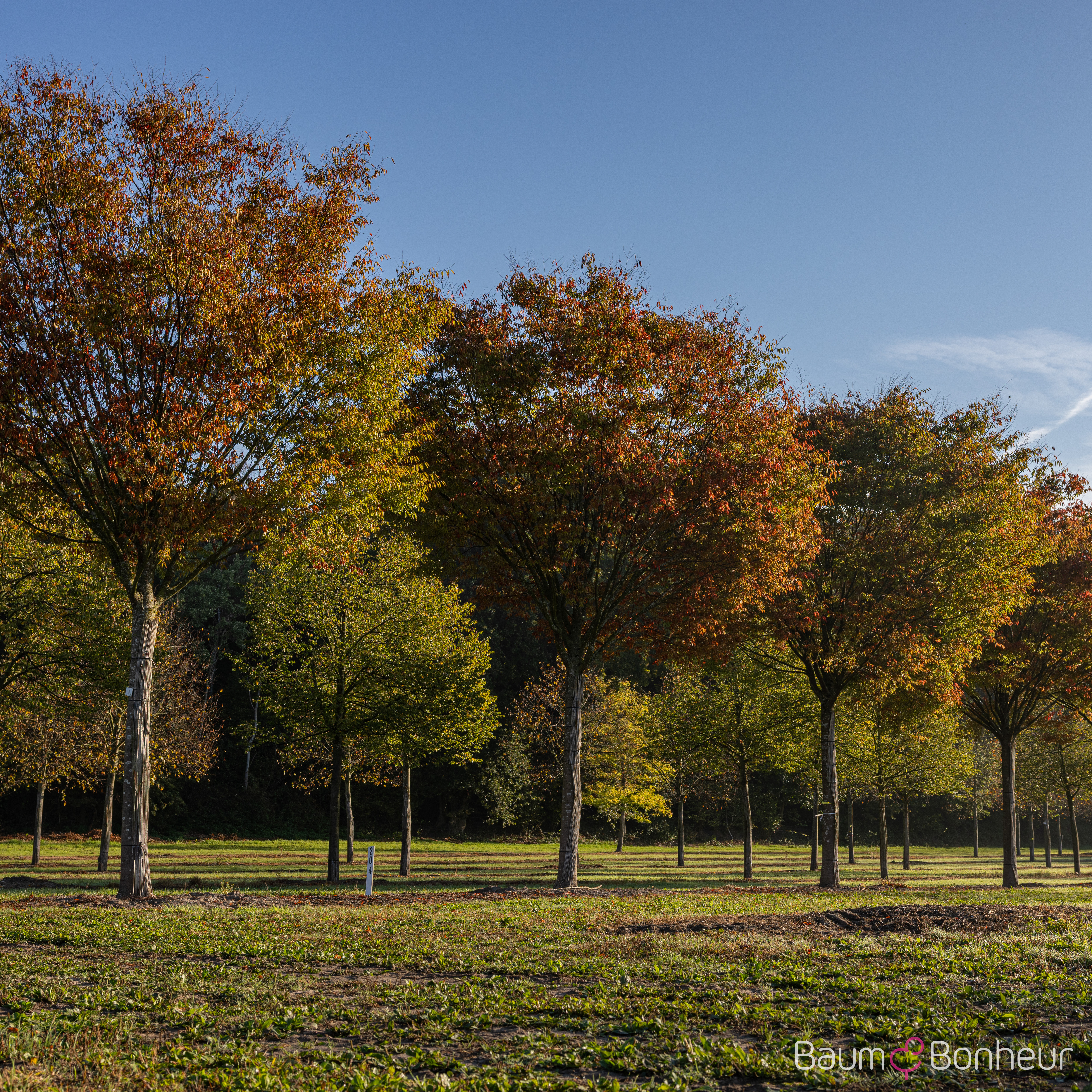 Zelkova serrata 'Green Vase'