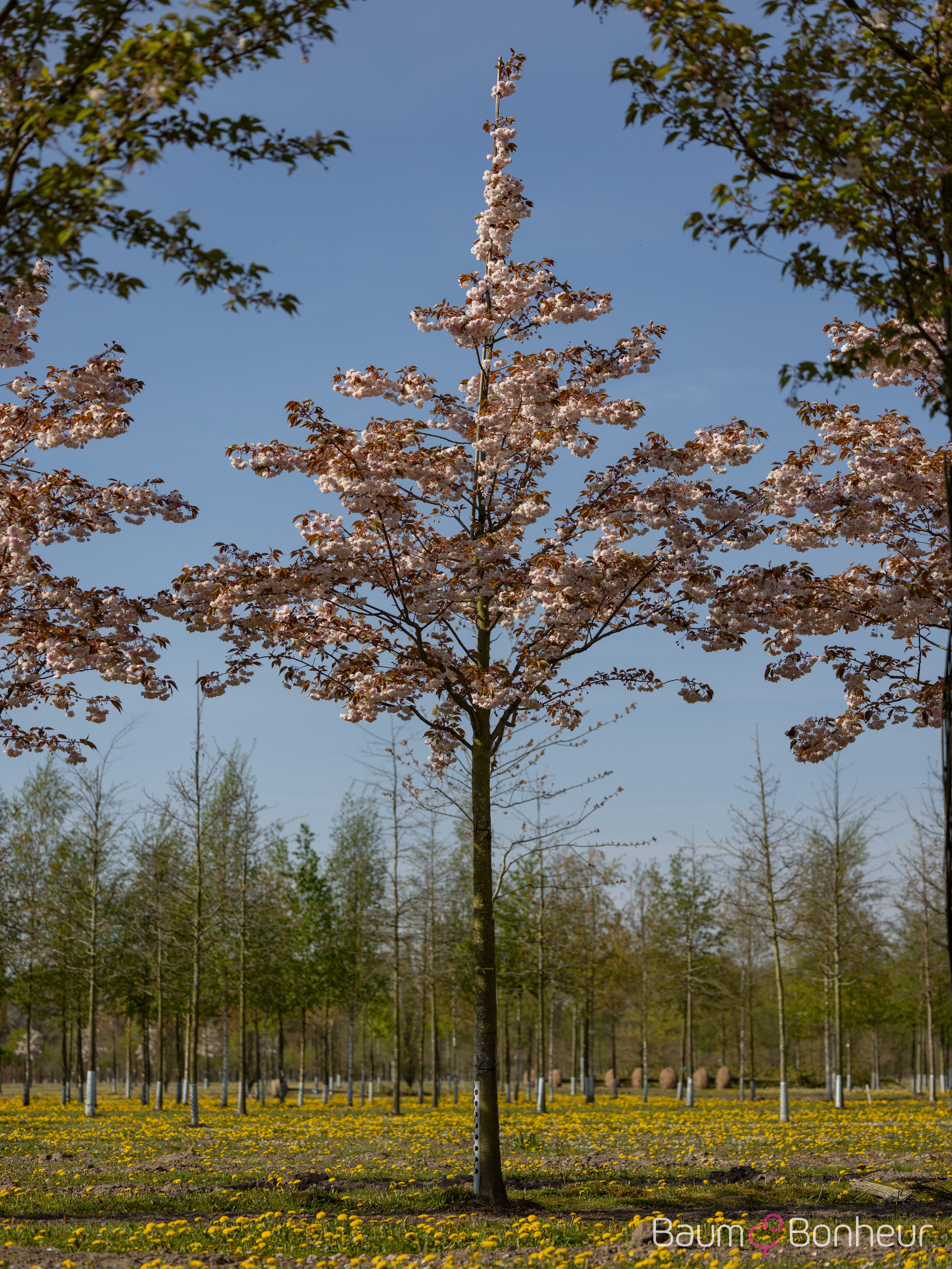 Prunus serrulata 'Shirofugen'
