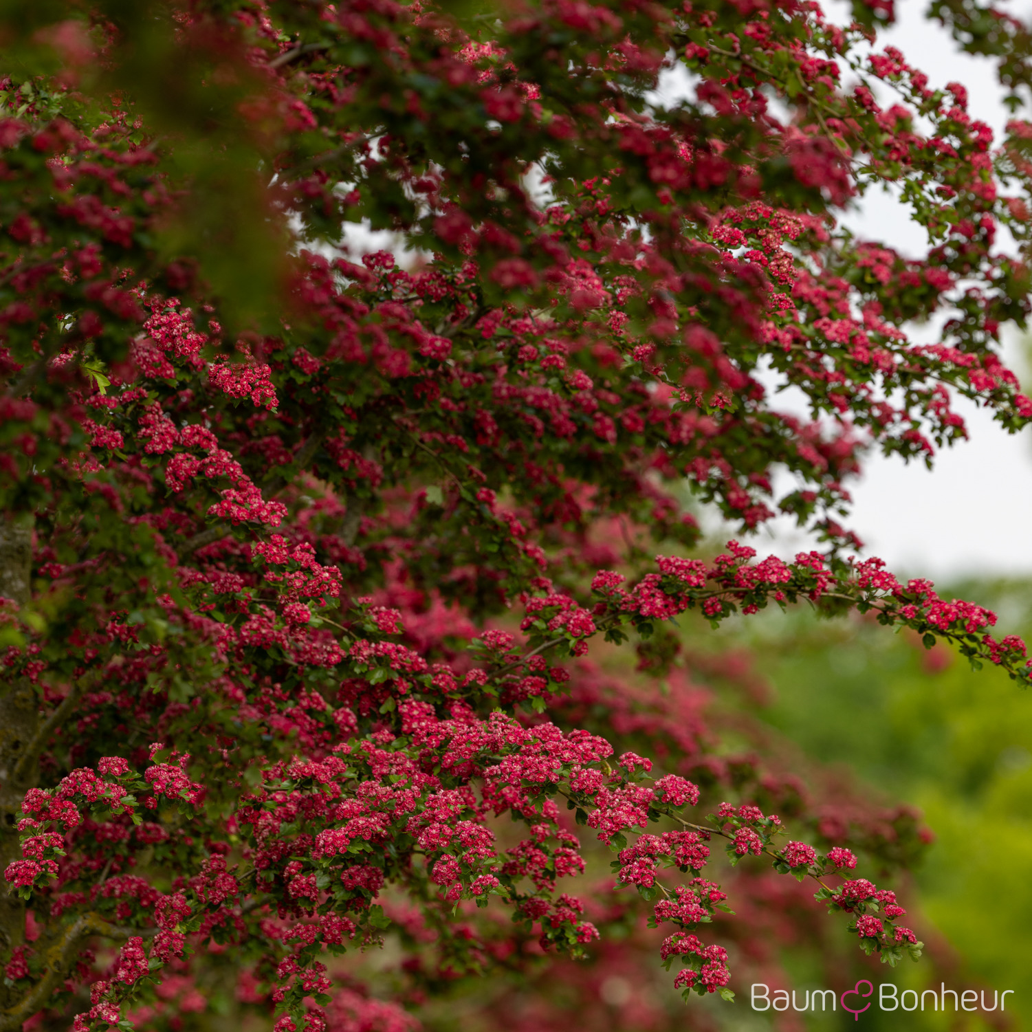 Crataegus laevigata 'Paul's Scarlet'