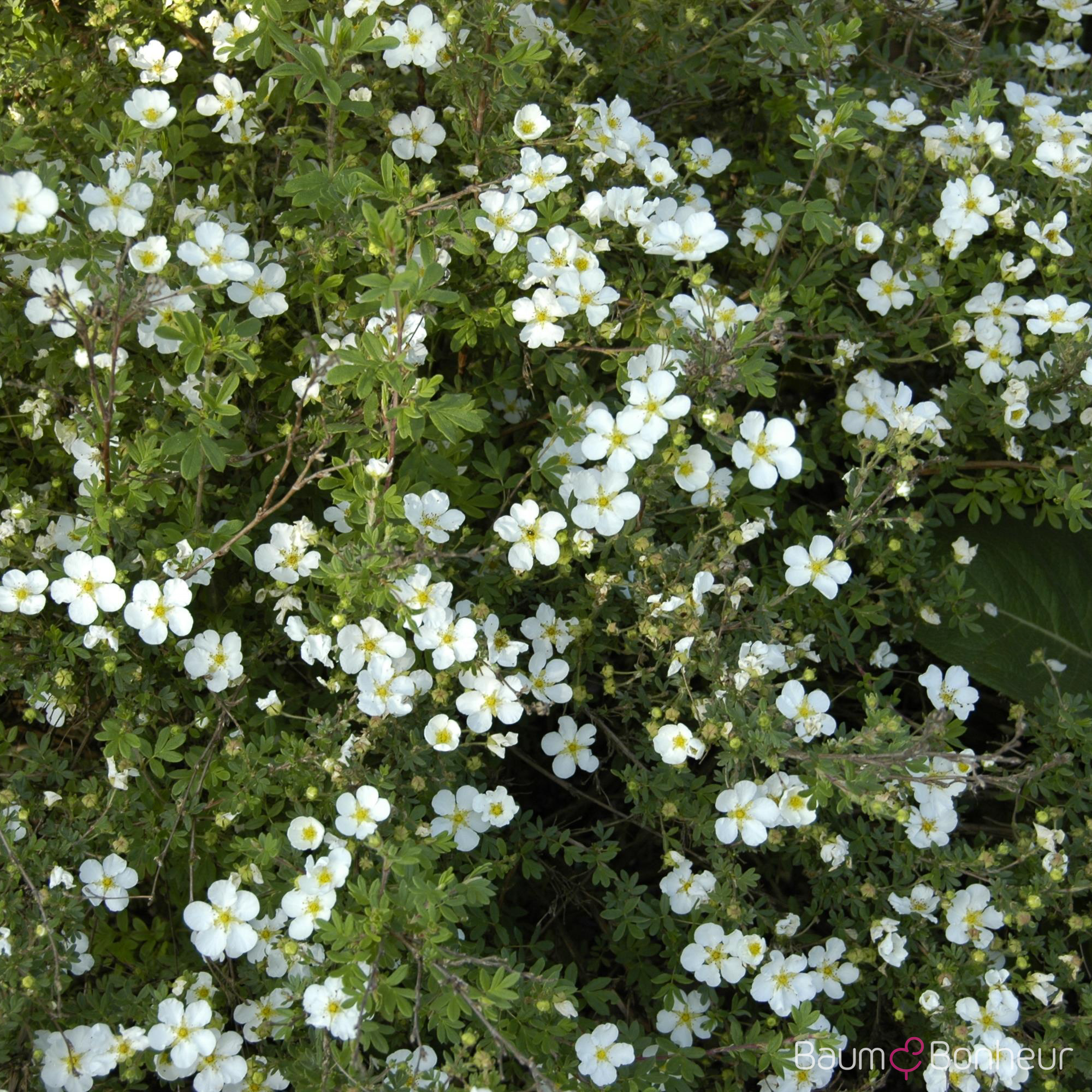 Potentilla fruticosa 'Abbotswood'