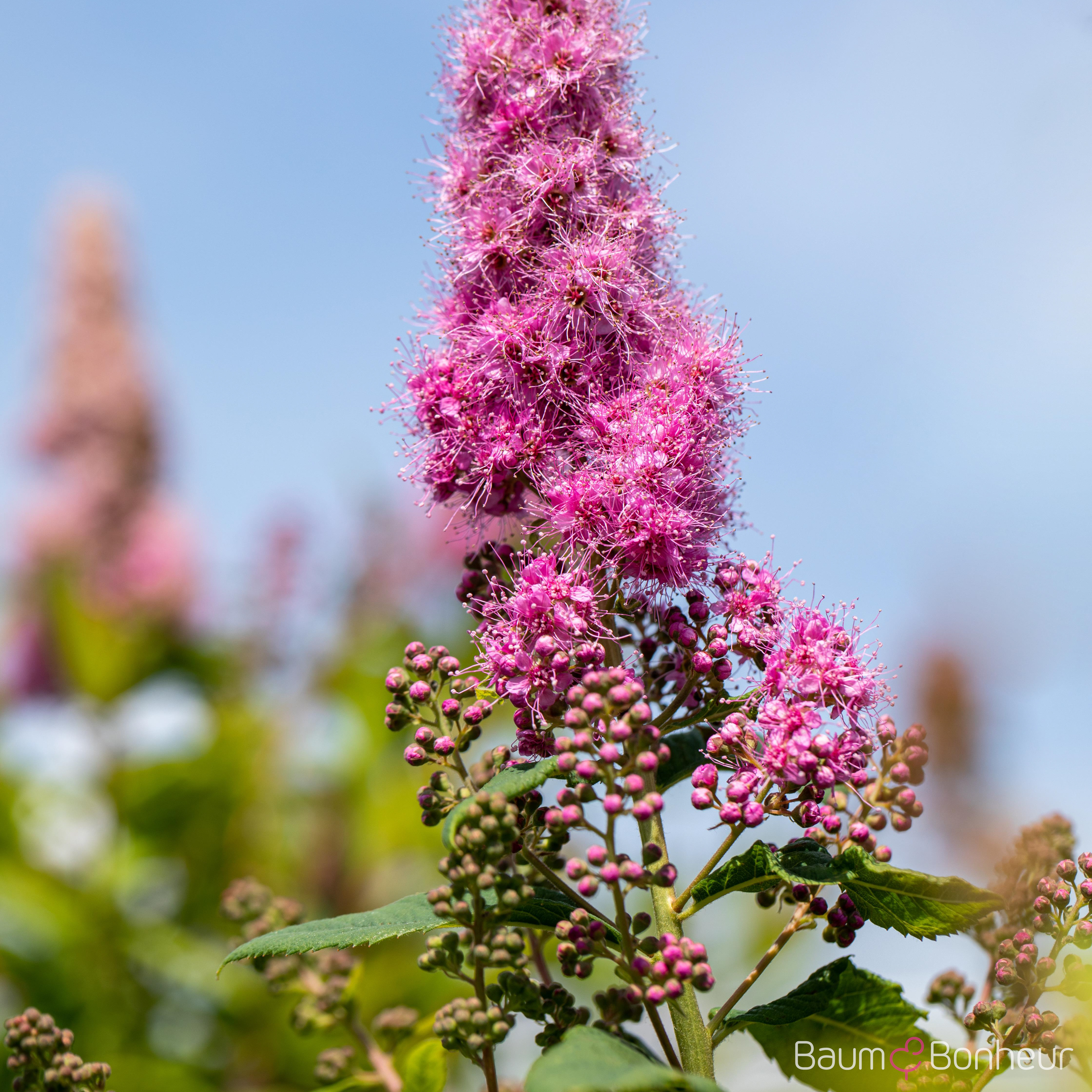 Spiraea billardii 'Triumphans'