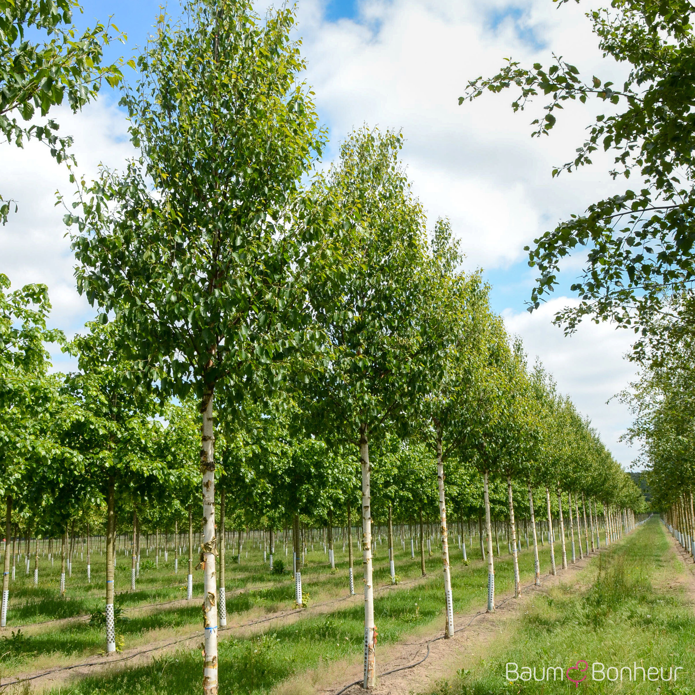 Betula albosinensis