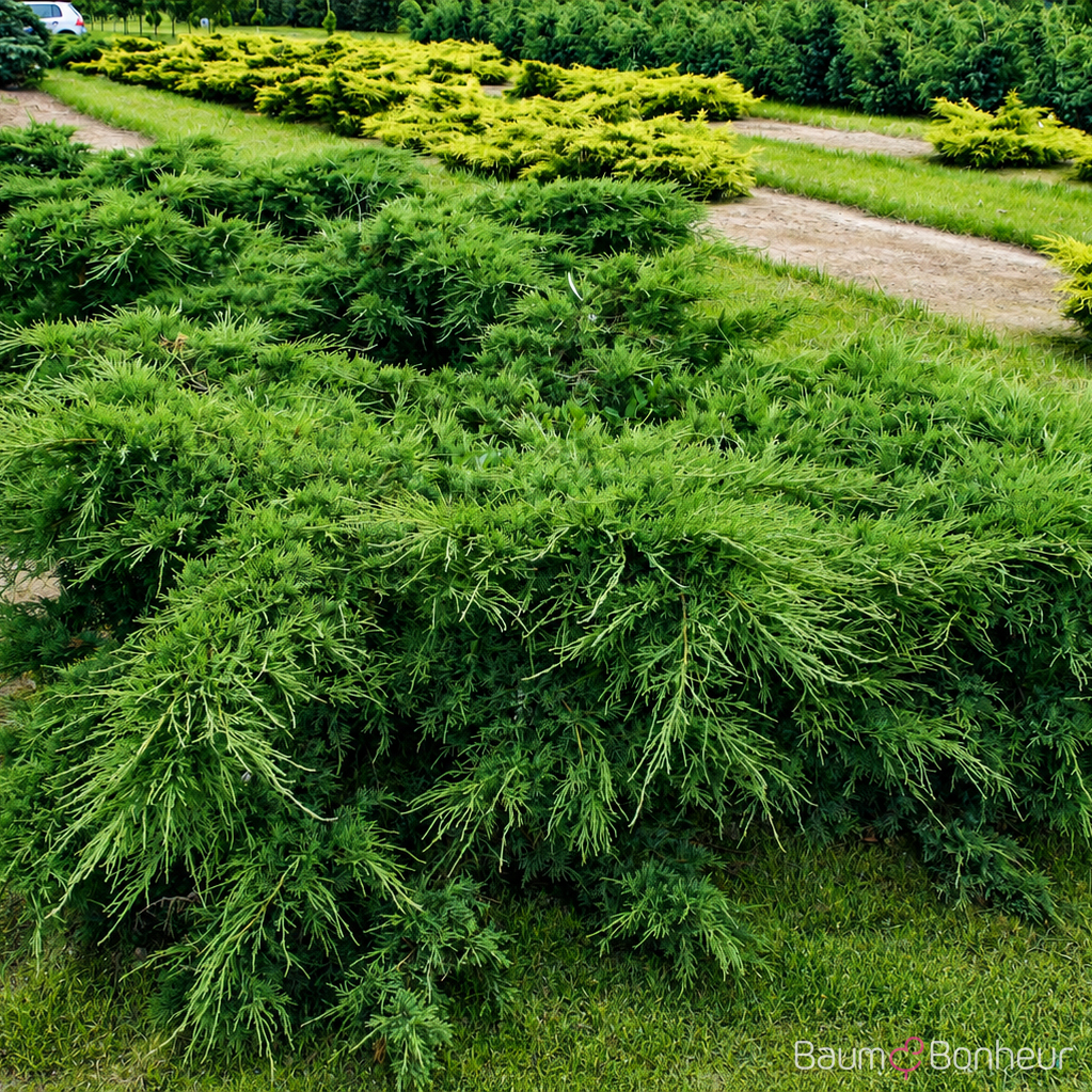 Juniperus media 'Hetzii'