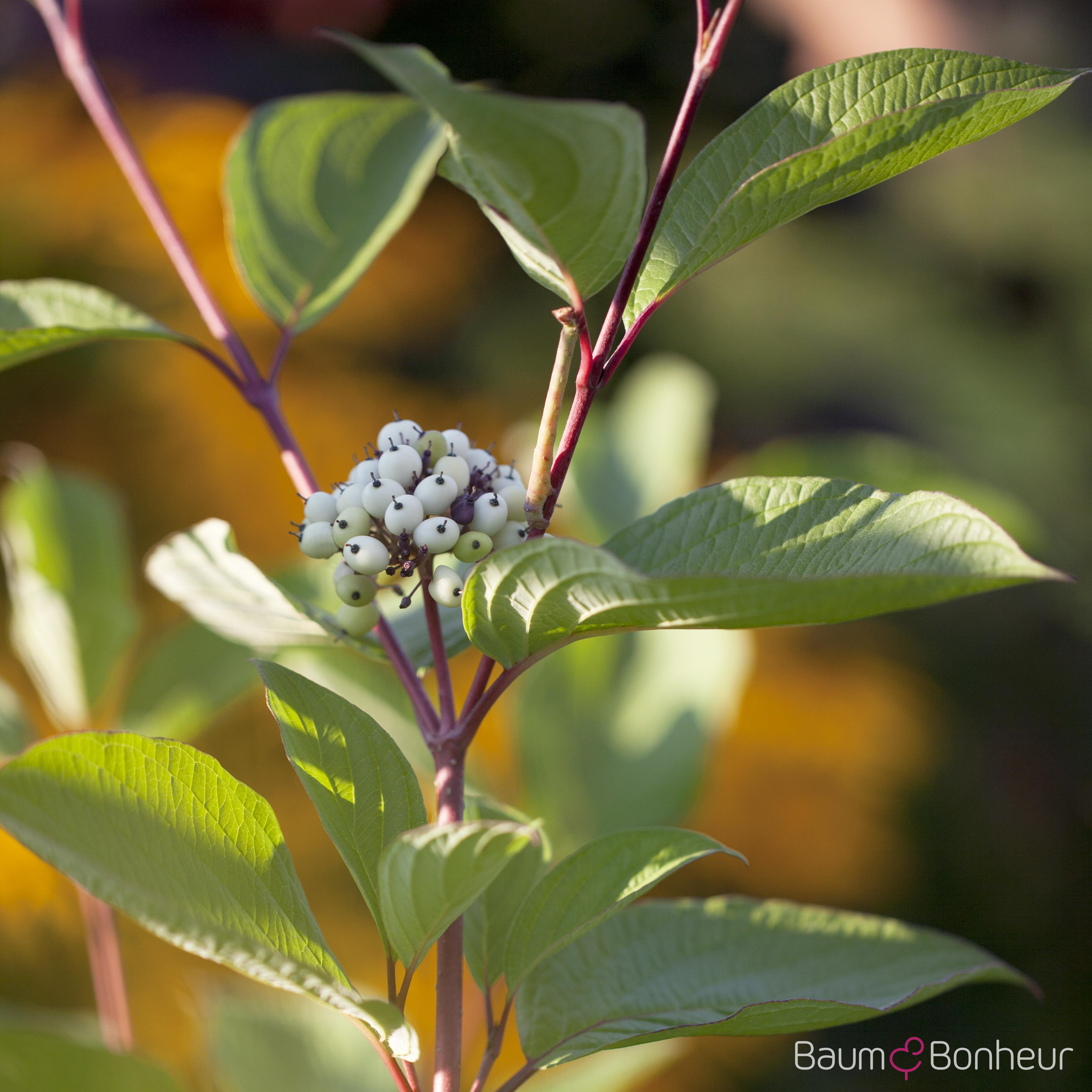 Cornus alba 'Sibirica'