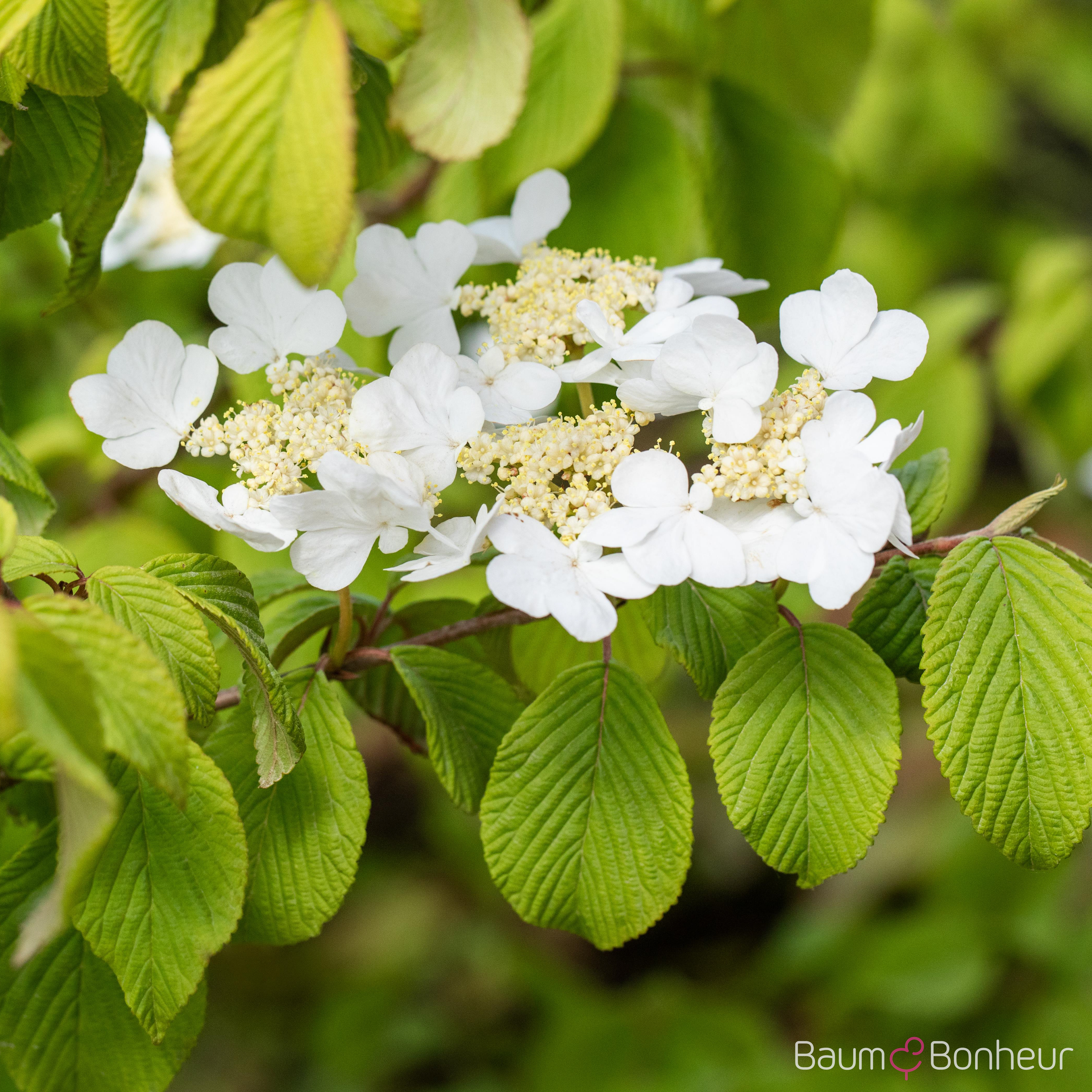 Viburnum plicatum f. tomentosum