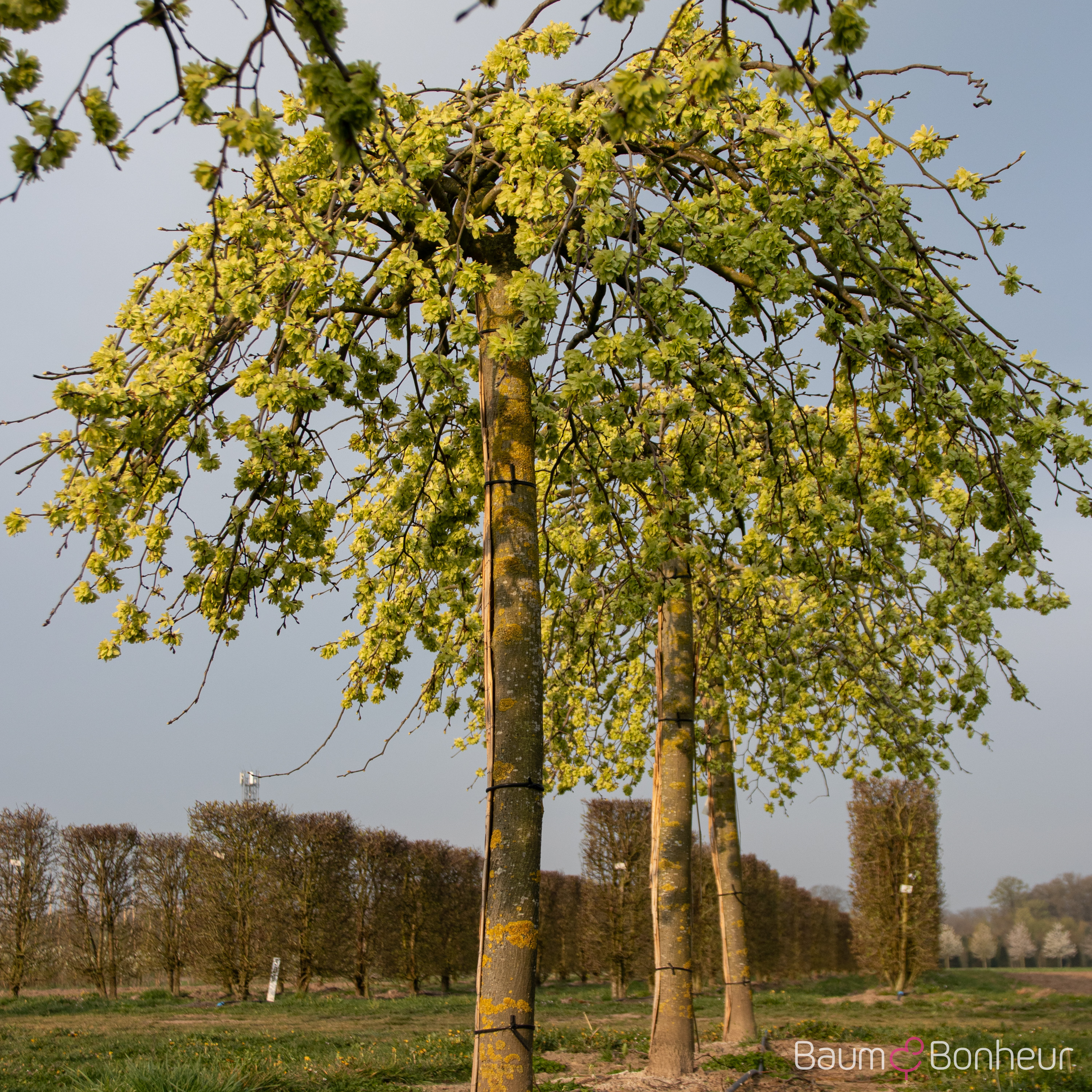 Ulmus glabra 'Camperdownii'