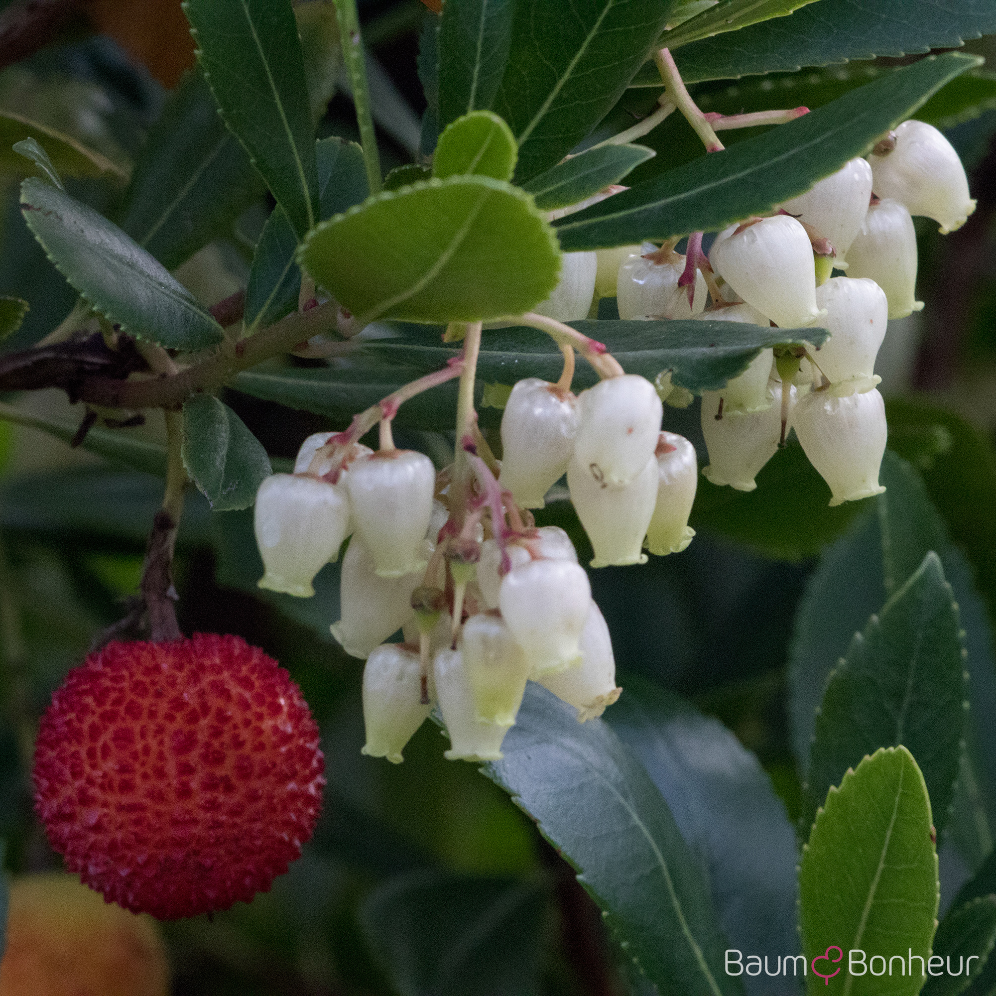 Arbutus unedo
