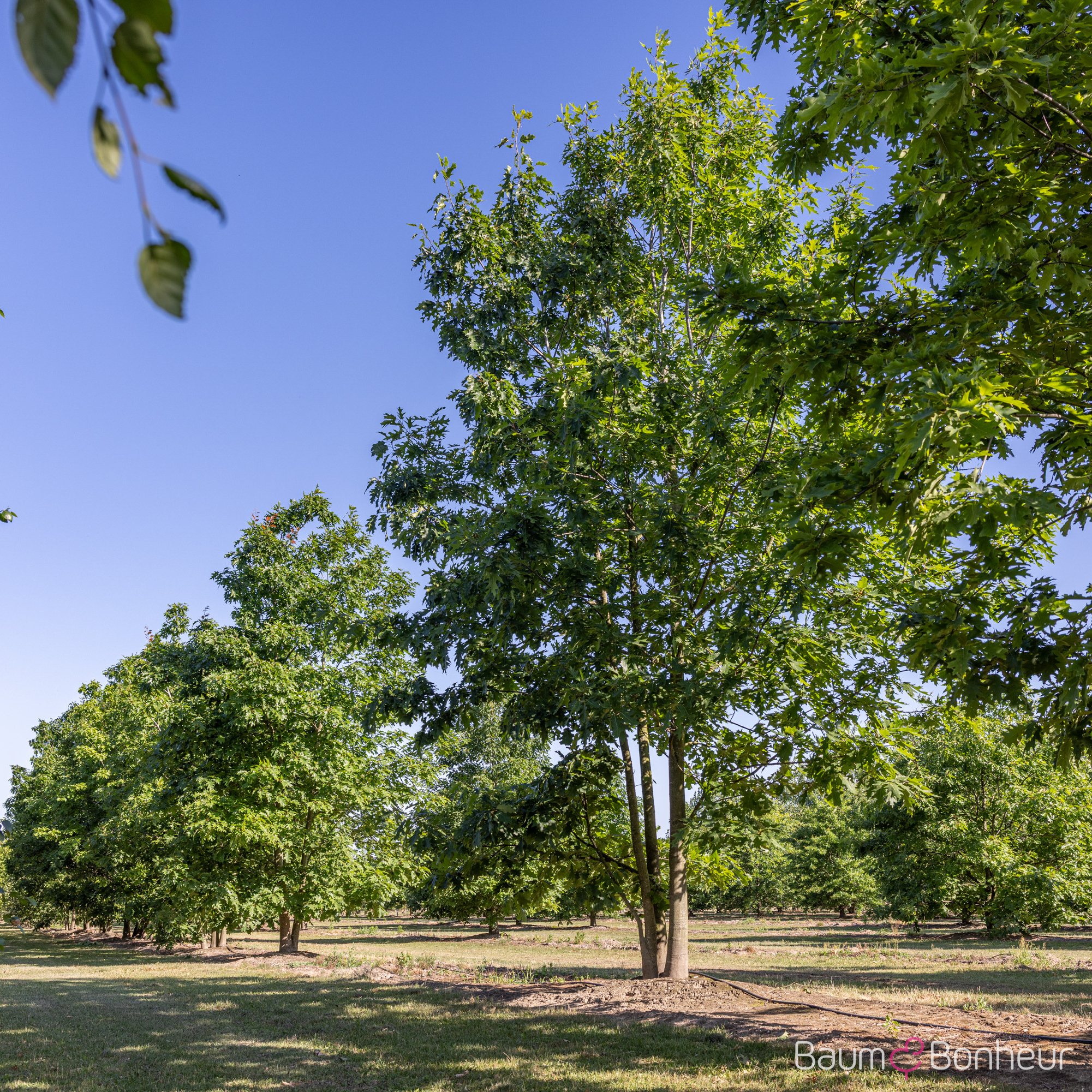 Quercus rubra