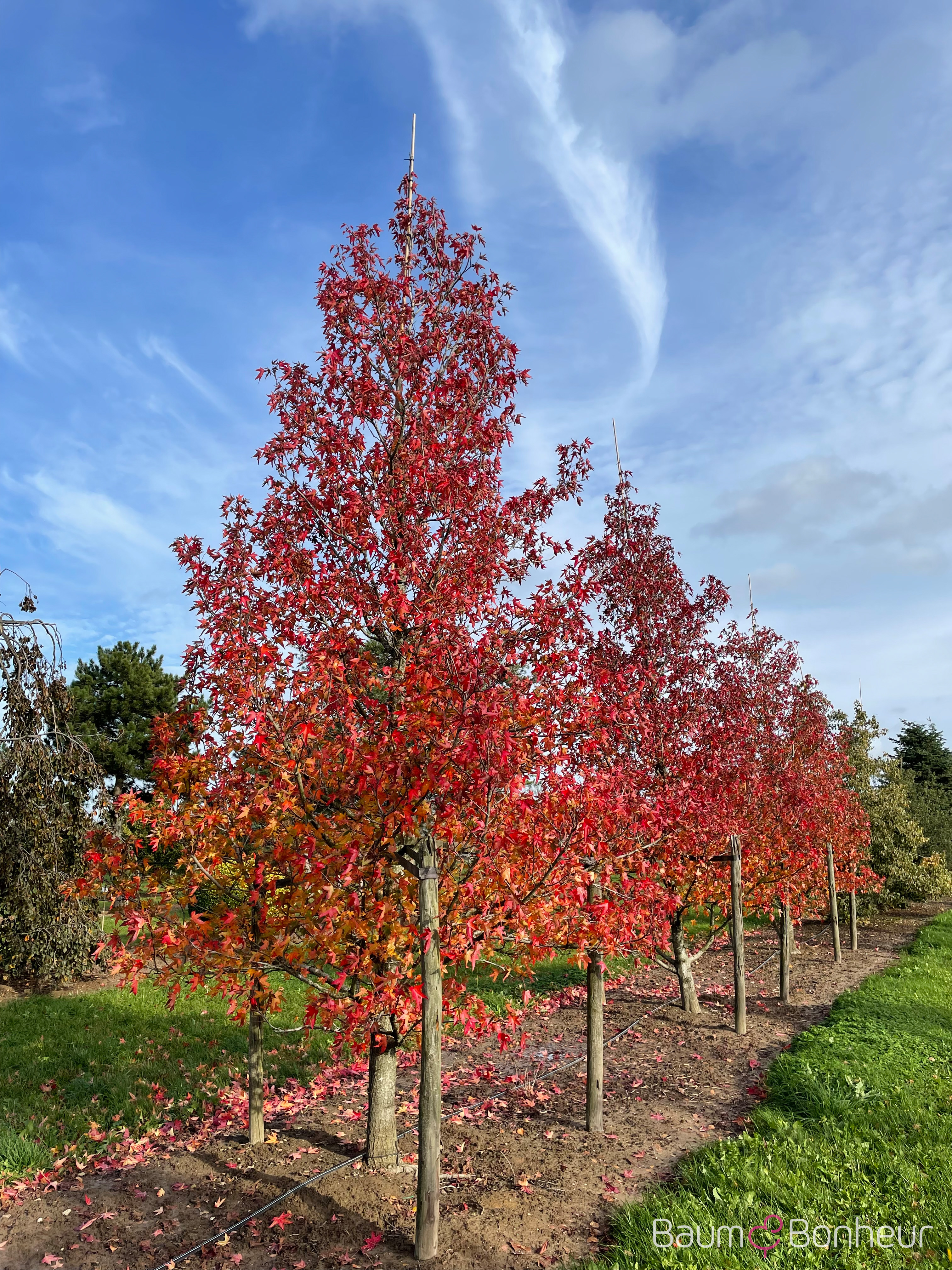 Liquidambar styraciflua 'Moraine'