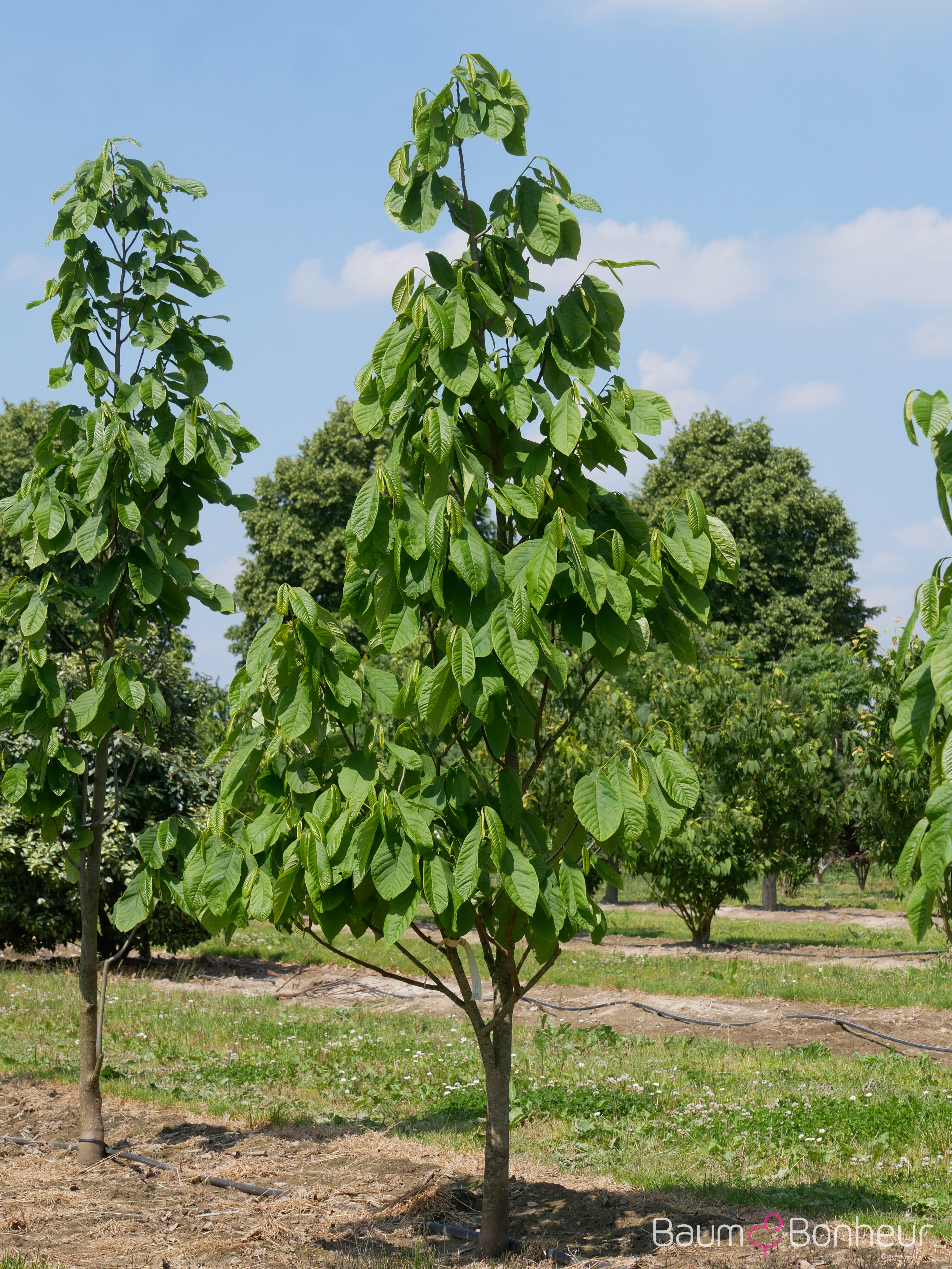 Asimina triloba