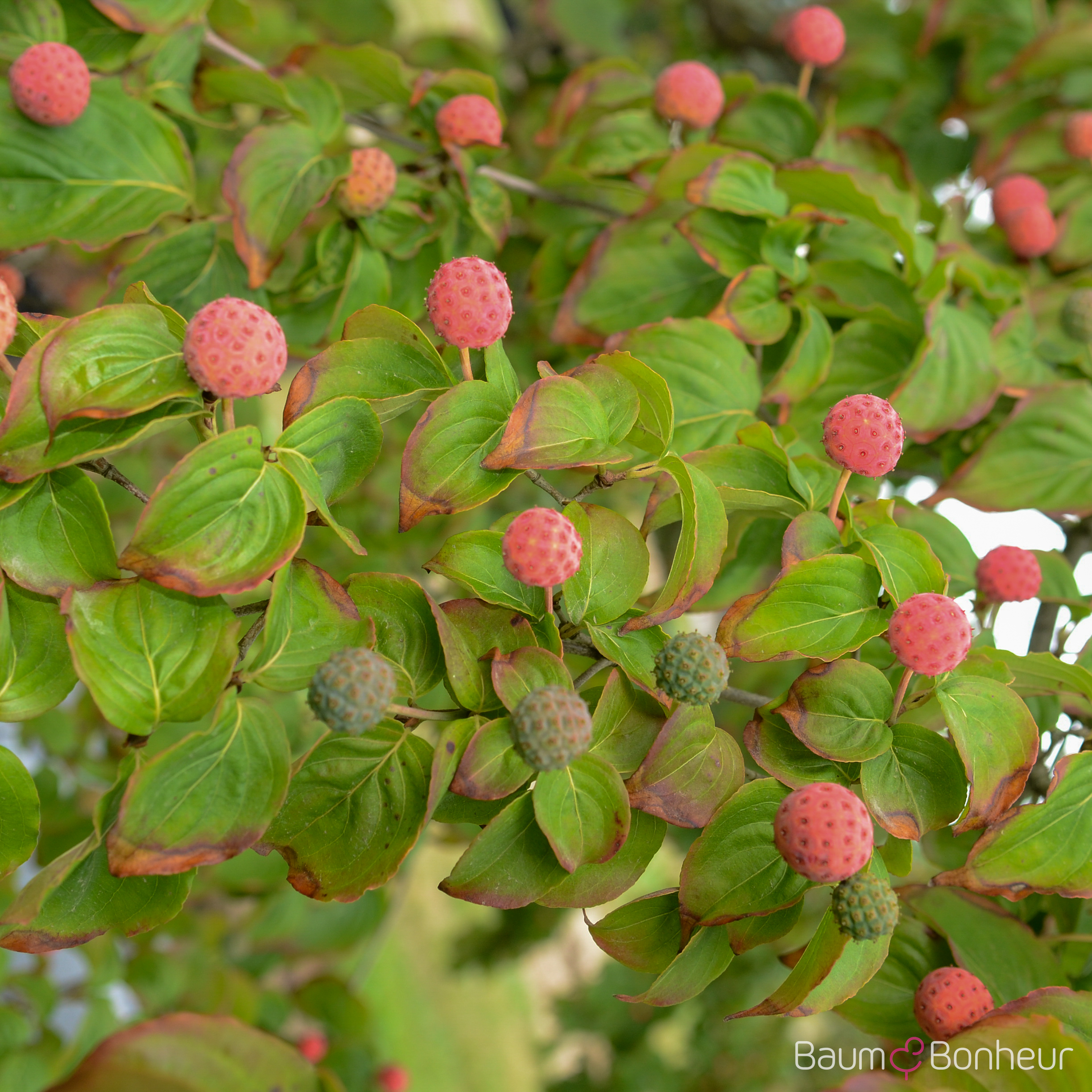 Cornus kousa 'Satomi'
