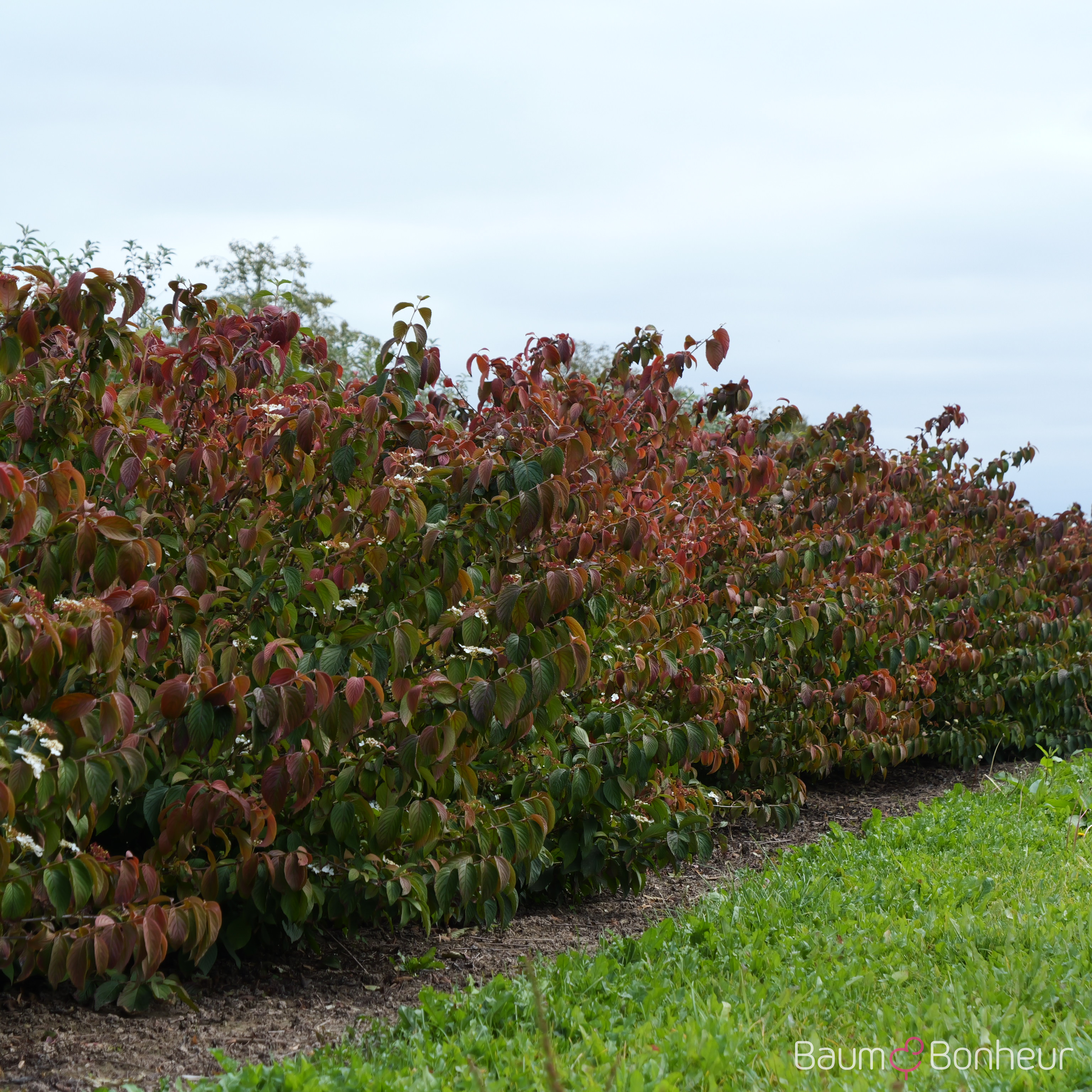 Viburnum plicatum 'Mariesii'
