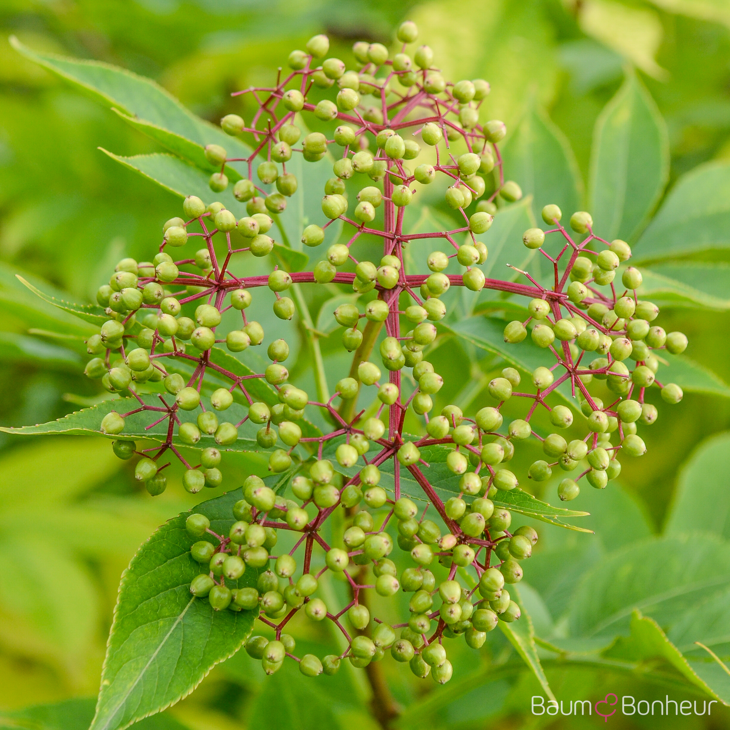 Sambucus nigra