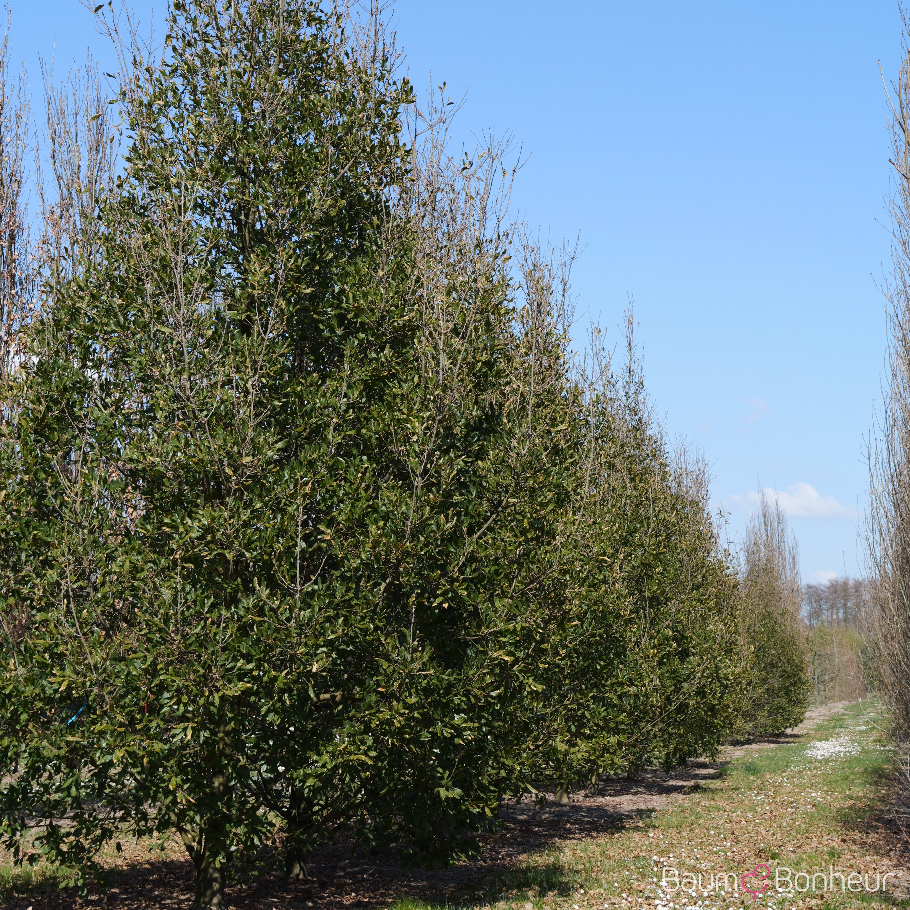 Quercus turneri 'Pseudoturneri'