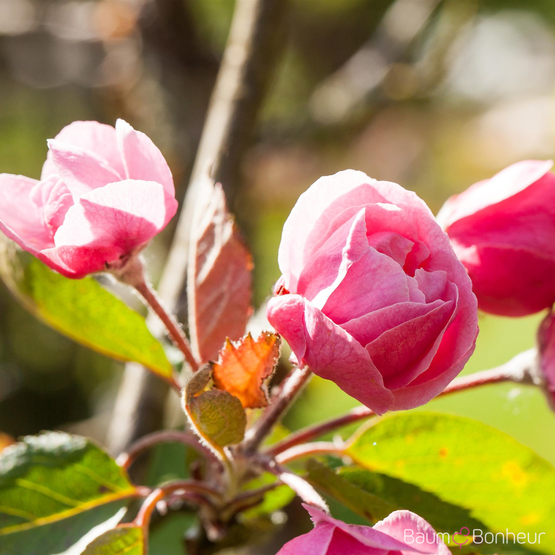 Malus 'Brandy Magic'