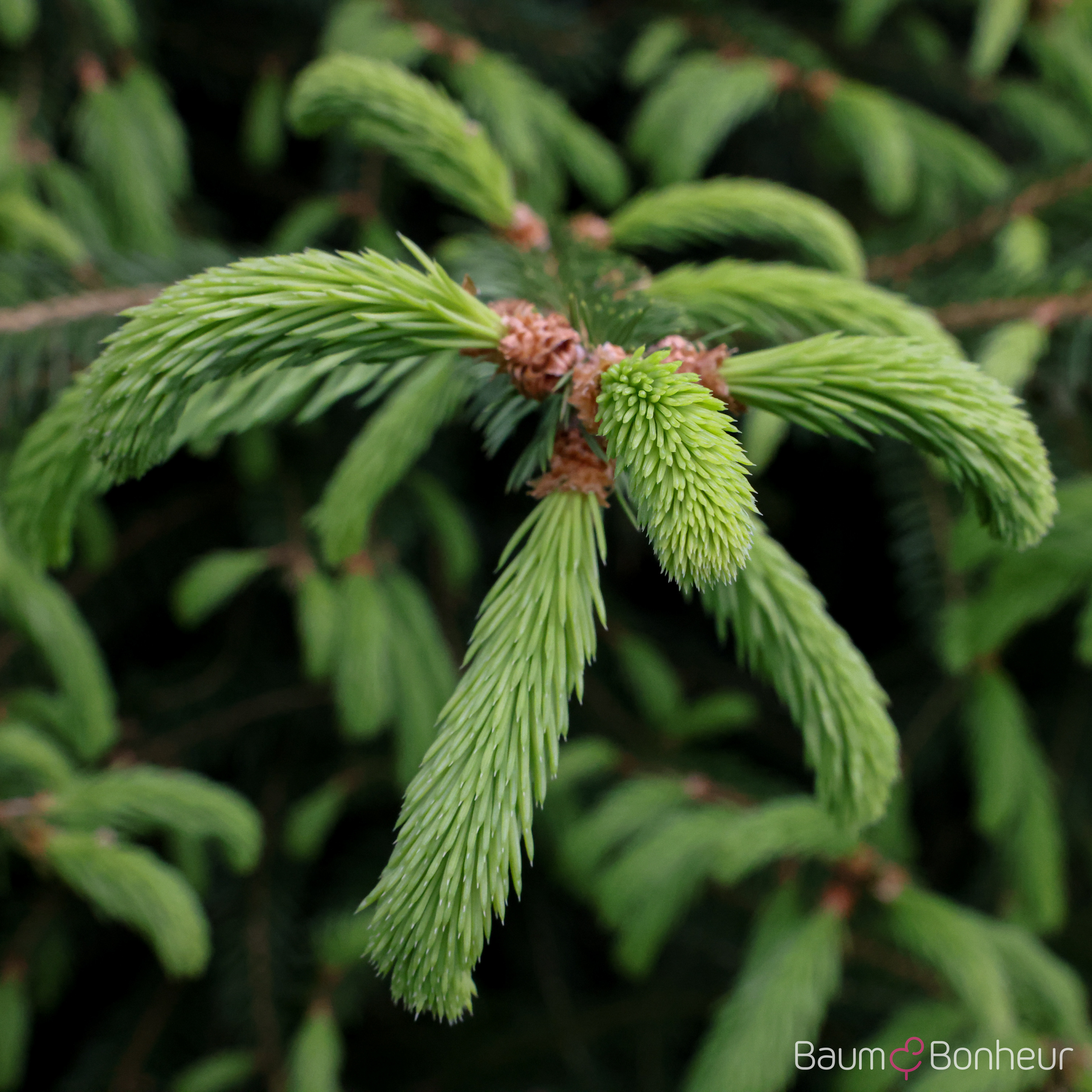 Picea abies