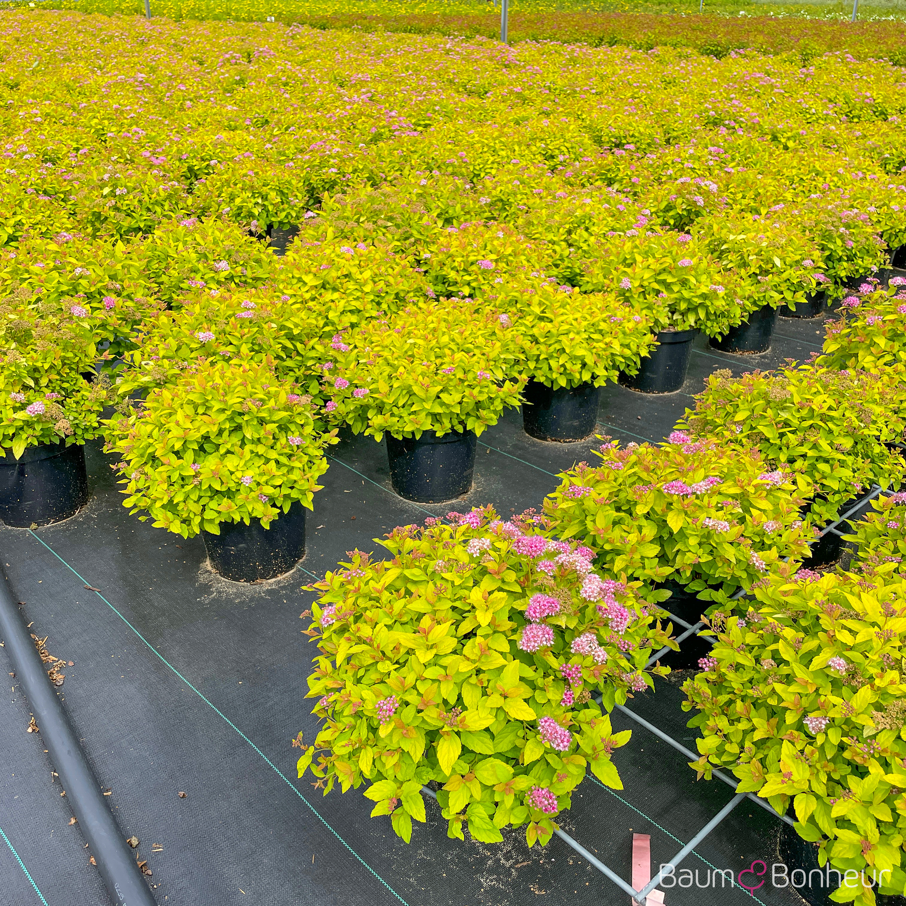 Spiraea japonica 'Golden Princess'