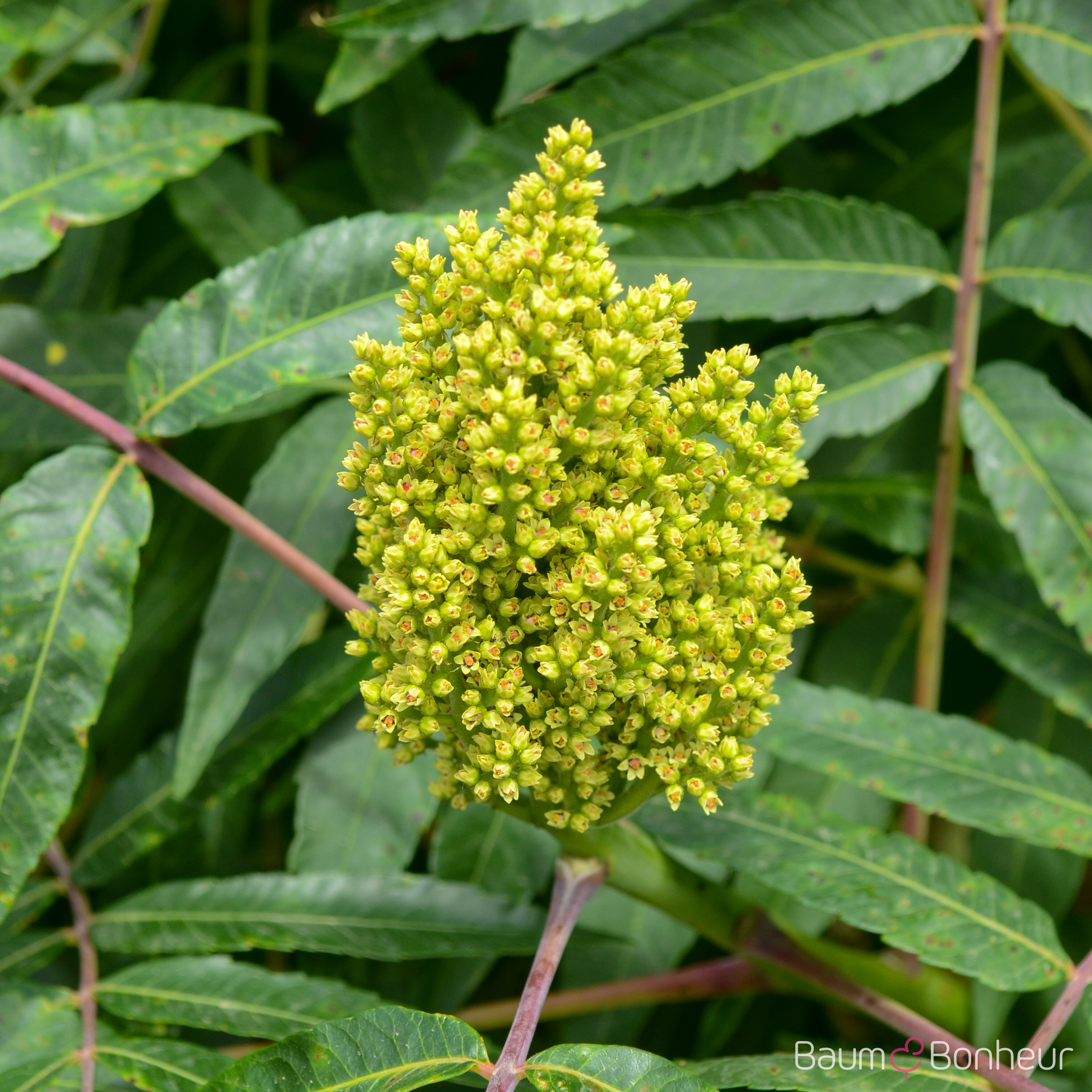 Rhus glabra