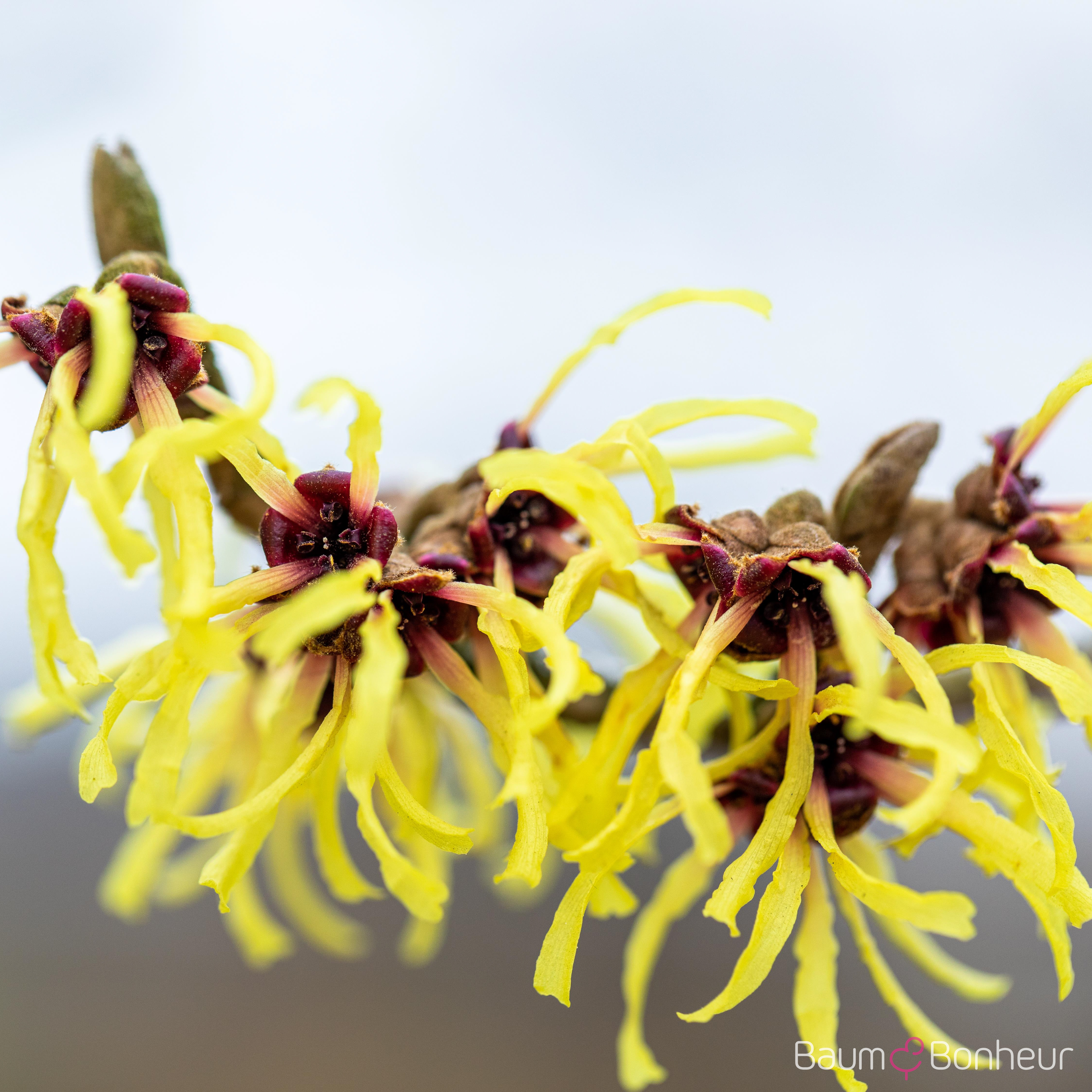 Hamamelis intermedia 'Primavera'