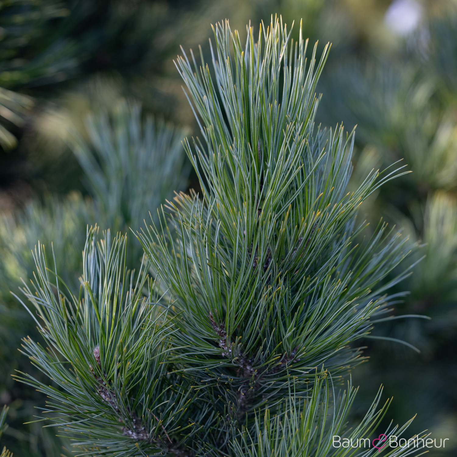 Pinus cembra