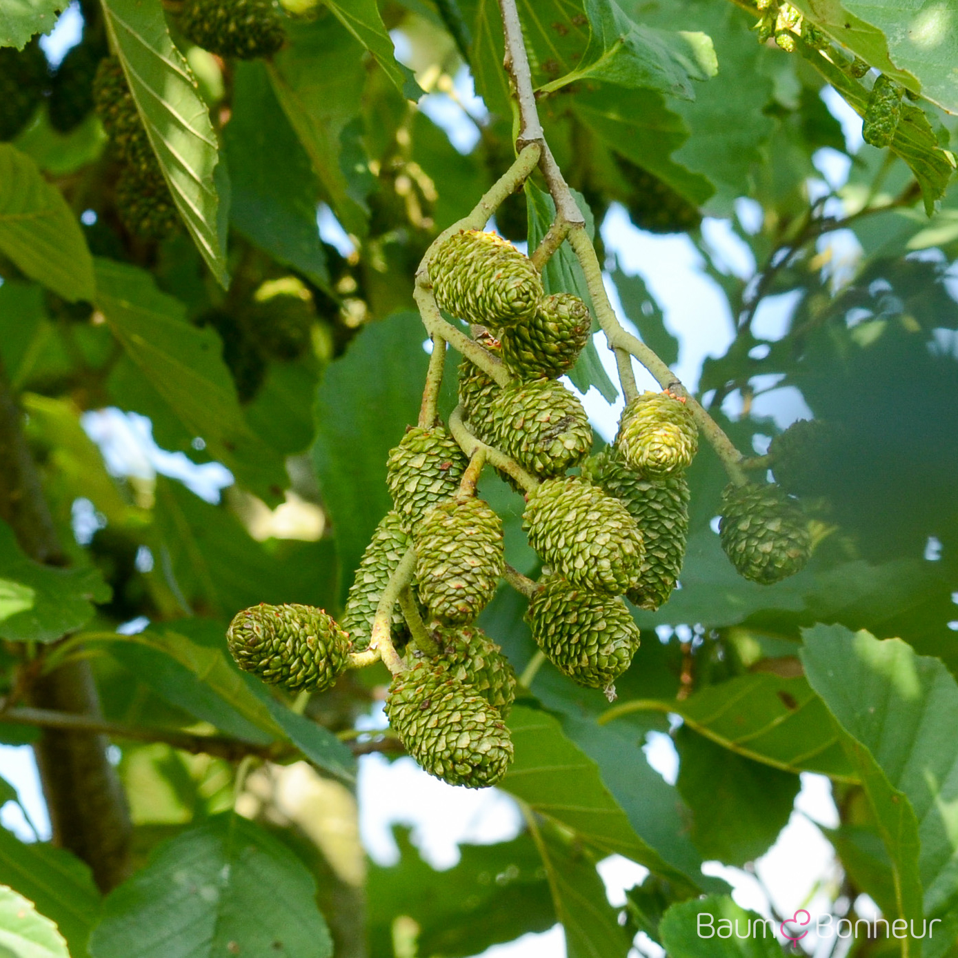 Alnus glutinosa