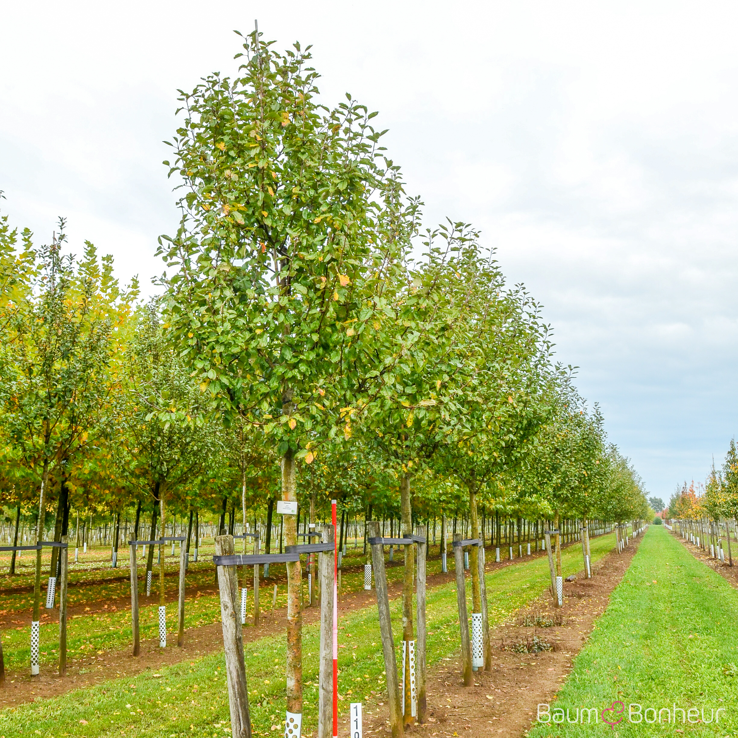 Malus 'Dülmener Herbstrosenapfel'