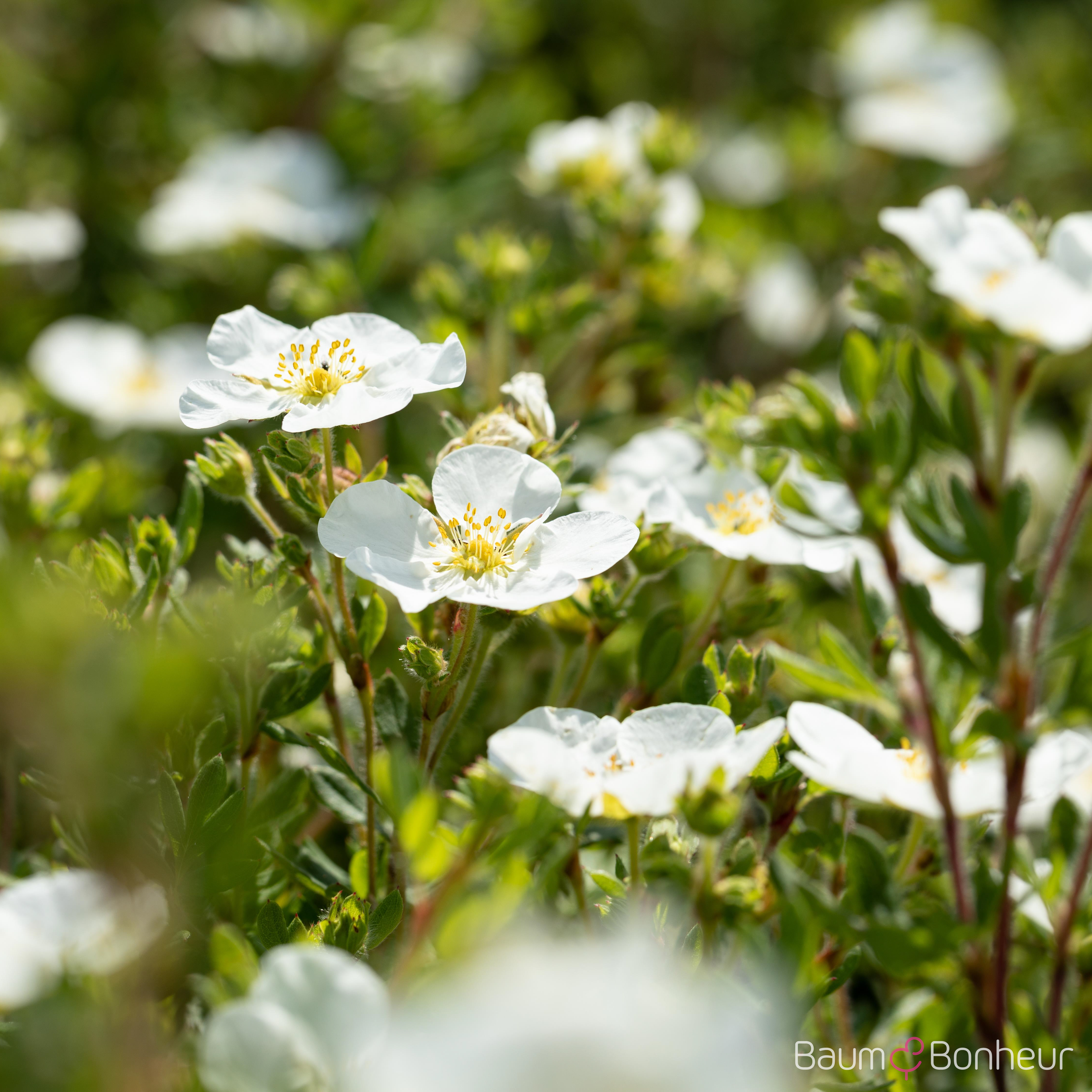 Potentilla fruticosa 'Abbotswood'