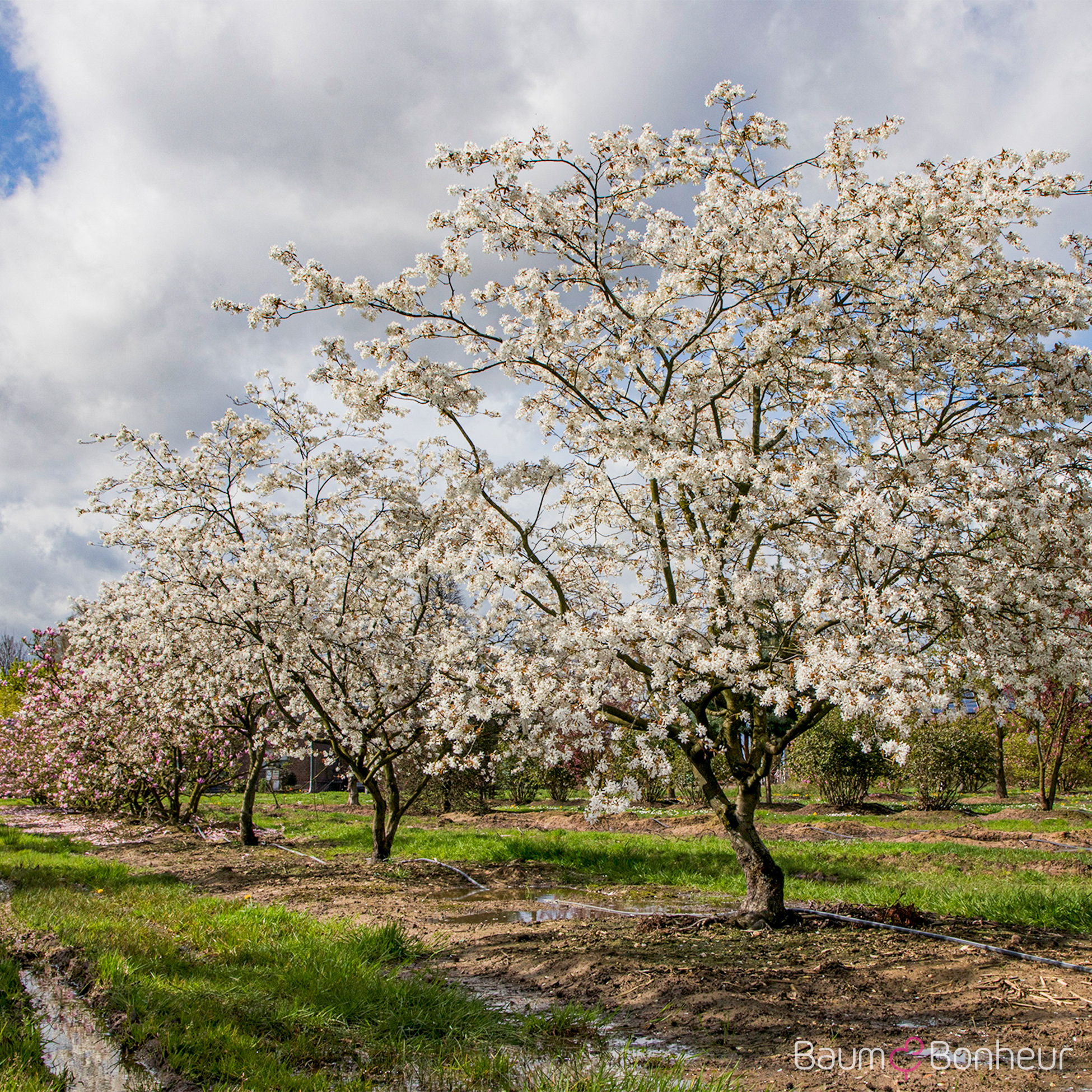 Amelanchier laevis