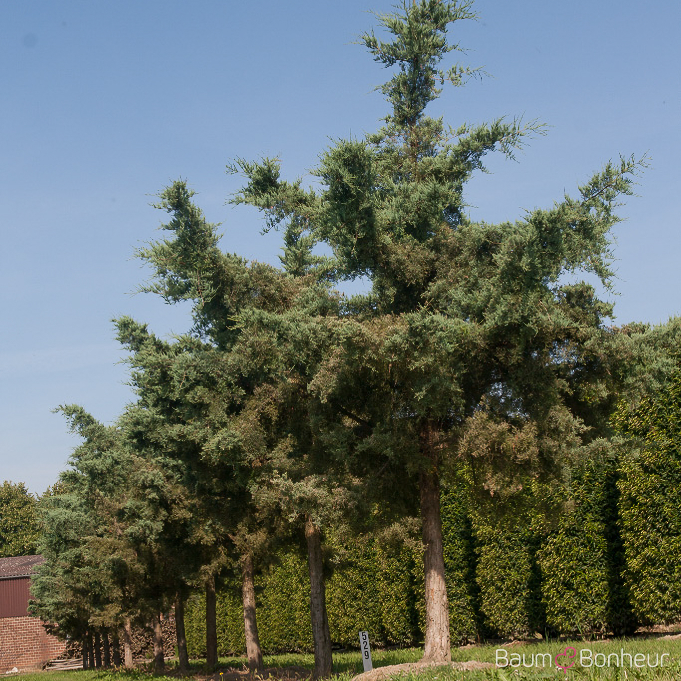 Juniperus virginiana 'Glauca'