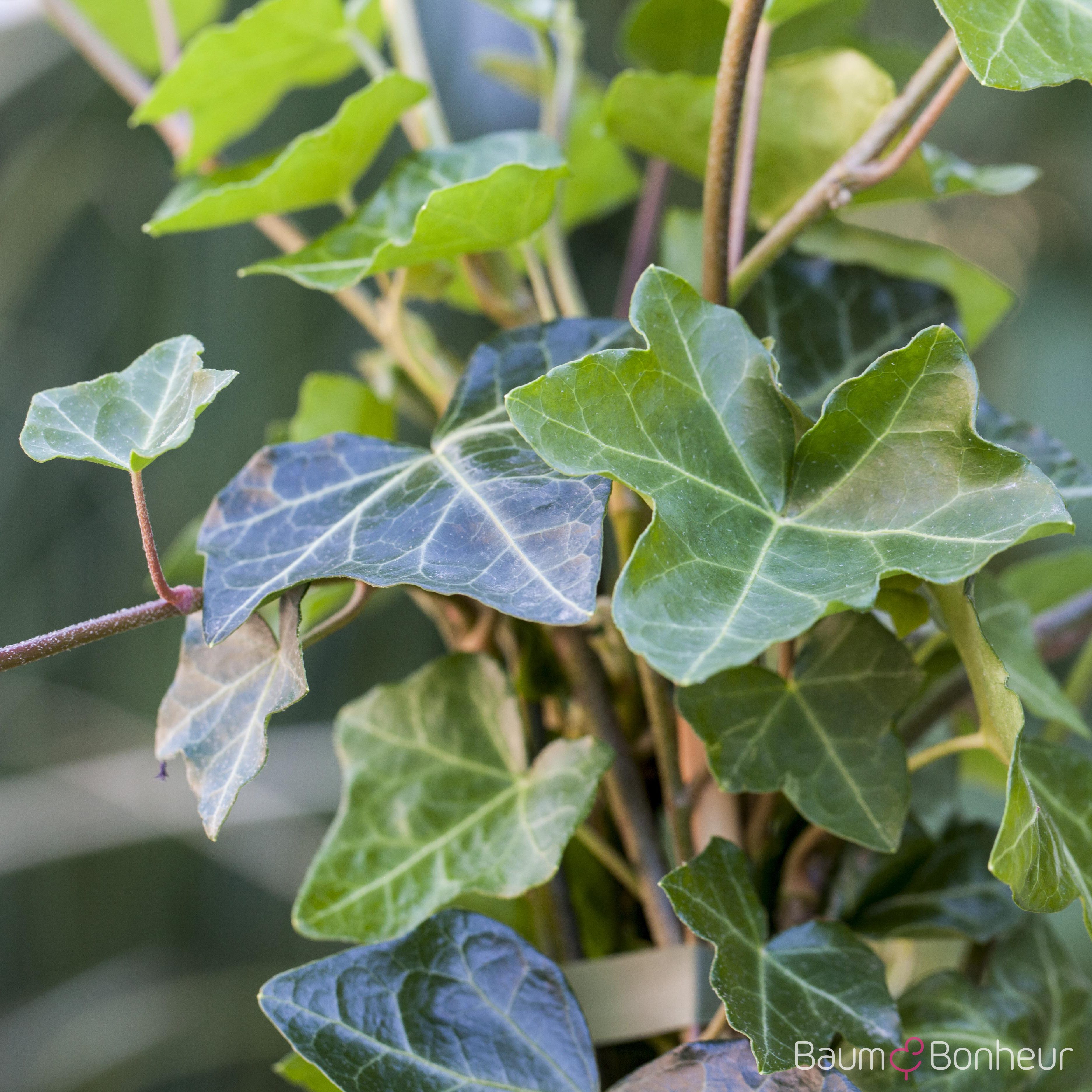 Hedera helix var. hibernica