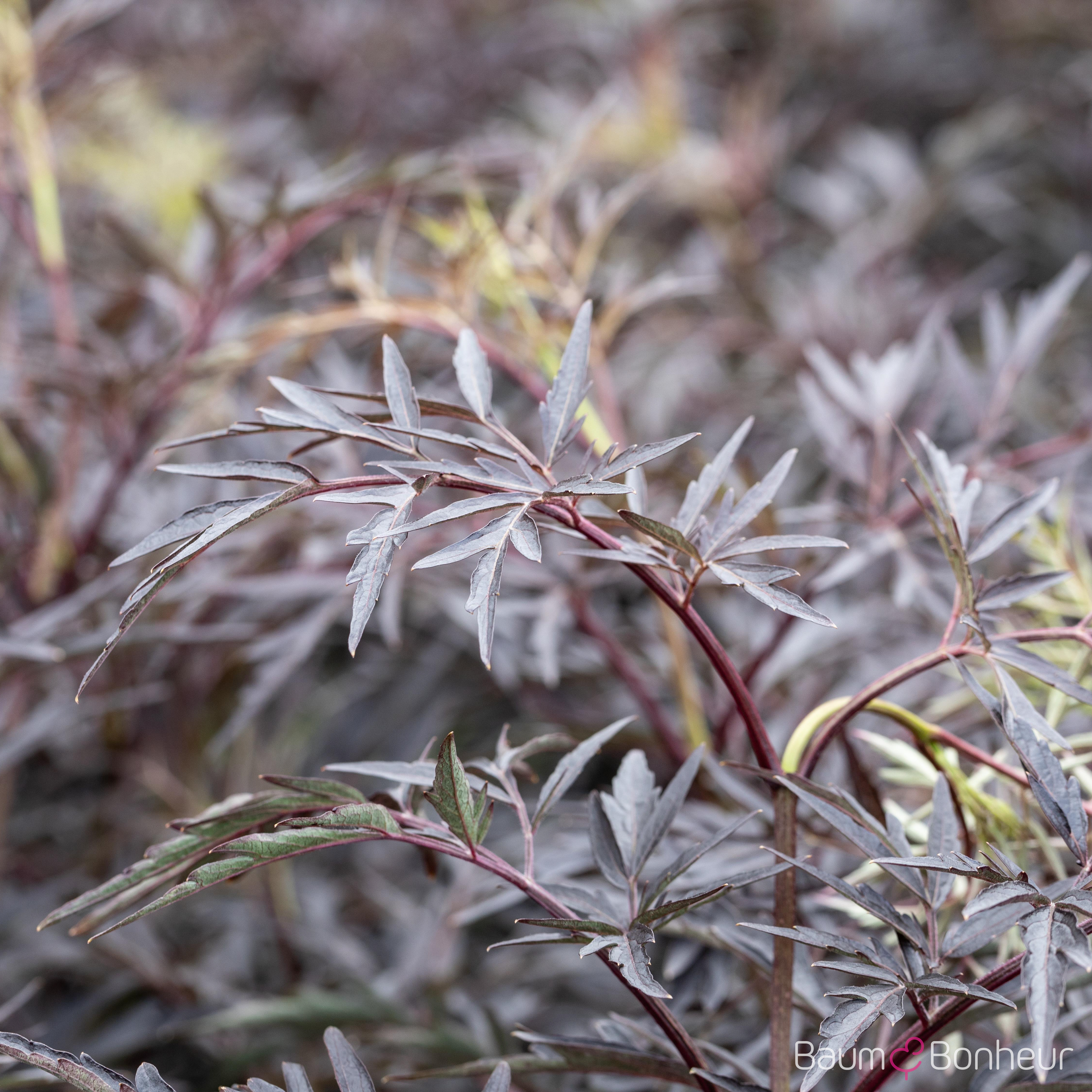 Sambucus nigra 'Black Lace' -R--S-