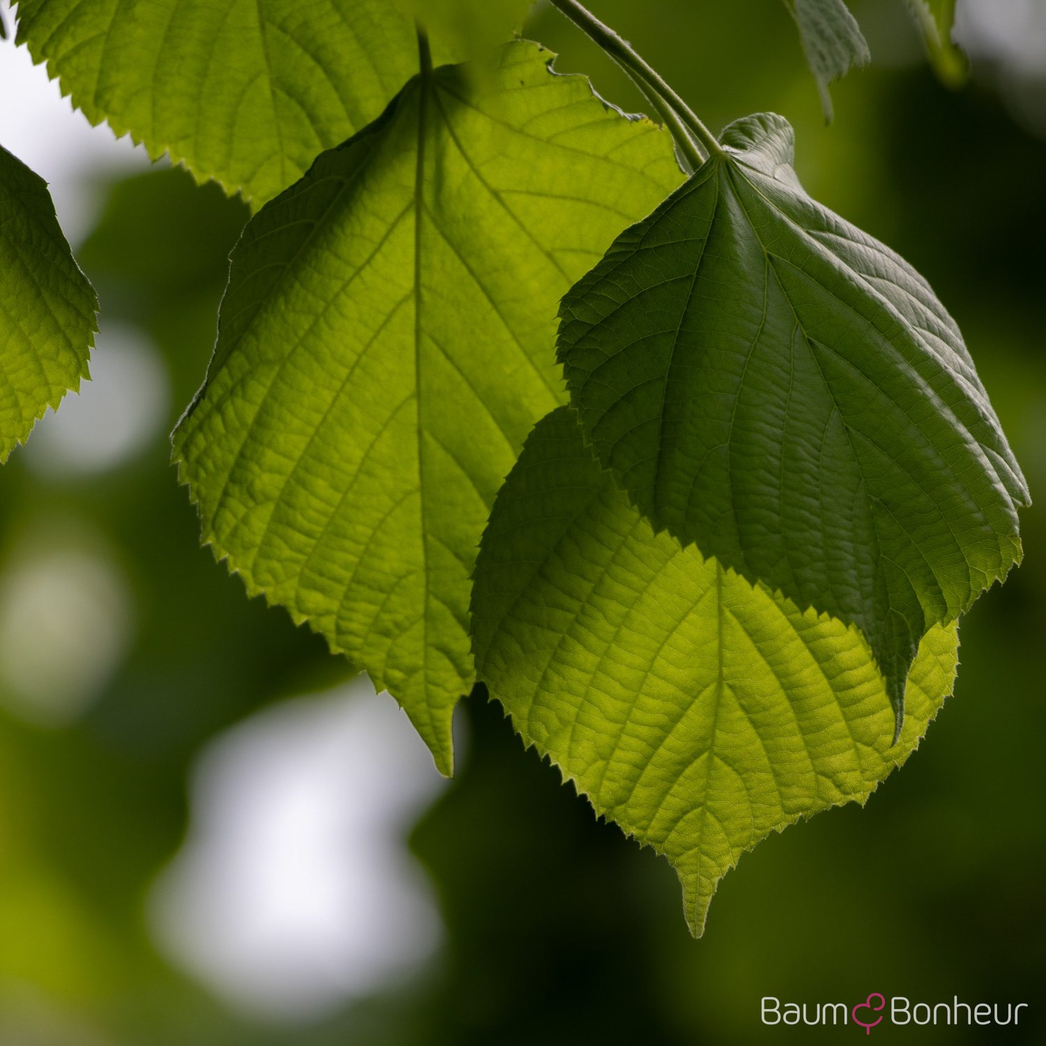 Tilia platyphyllos 'Rubra'