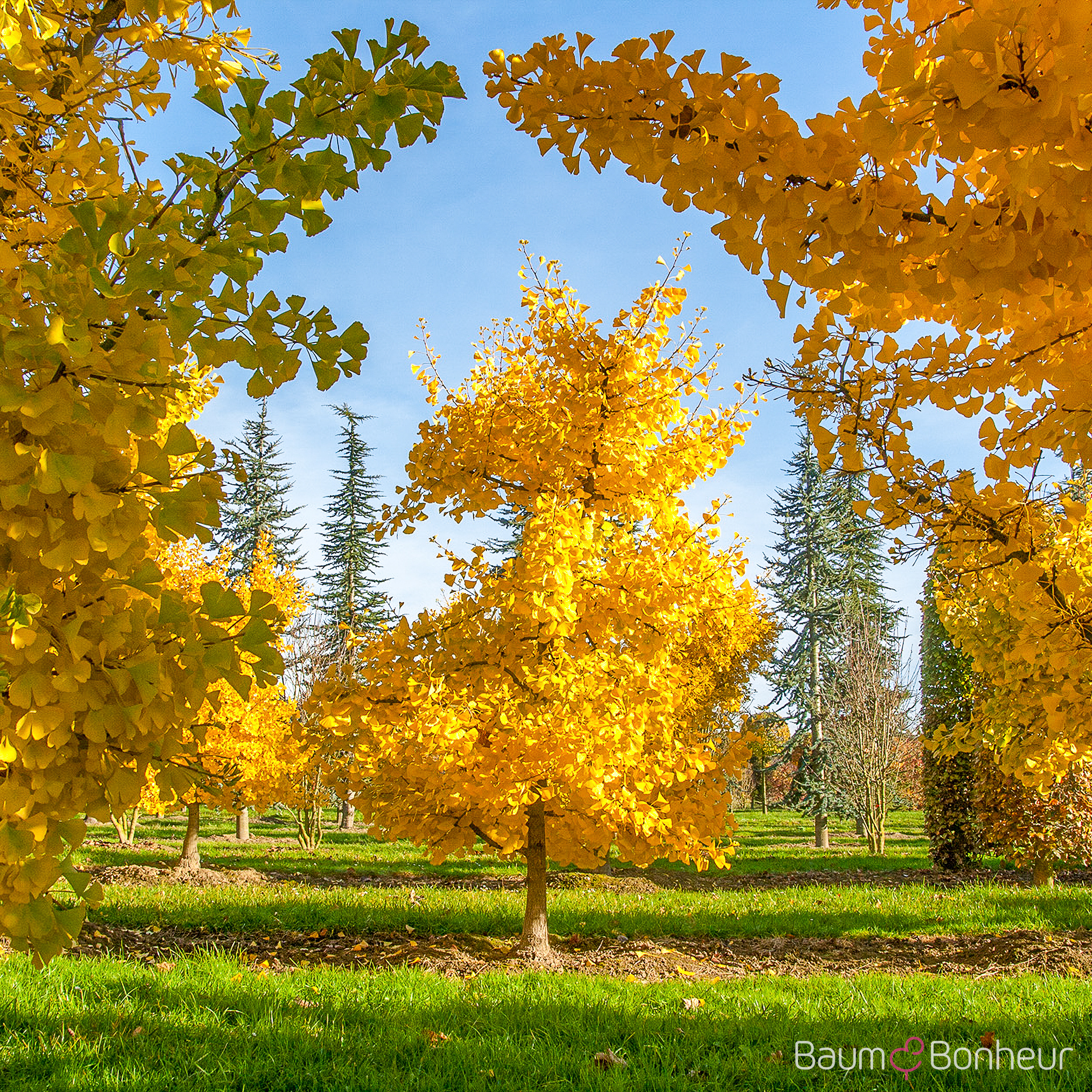 Ginkgo biloba 'Princeton Sentry'
