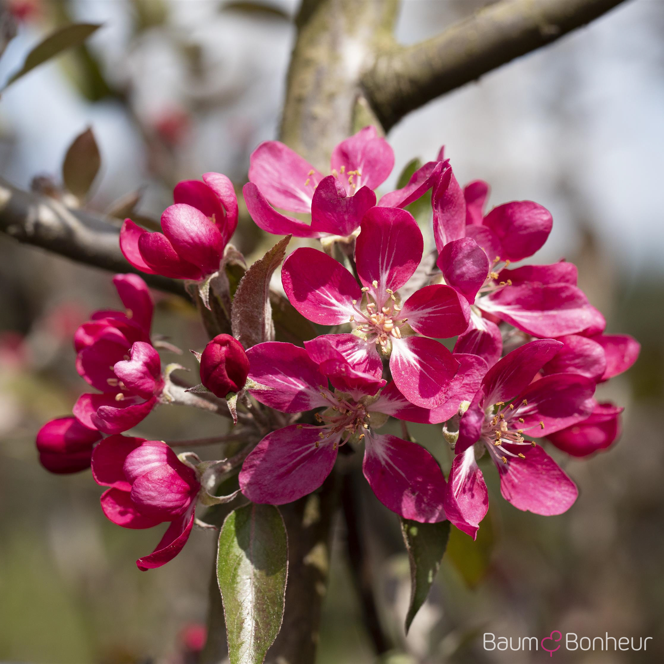 Malus 'Mokum'