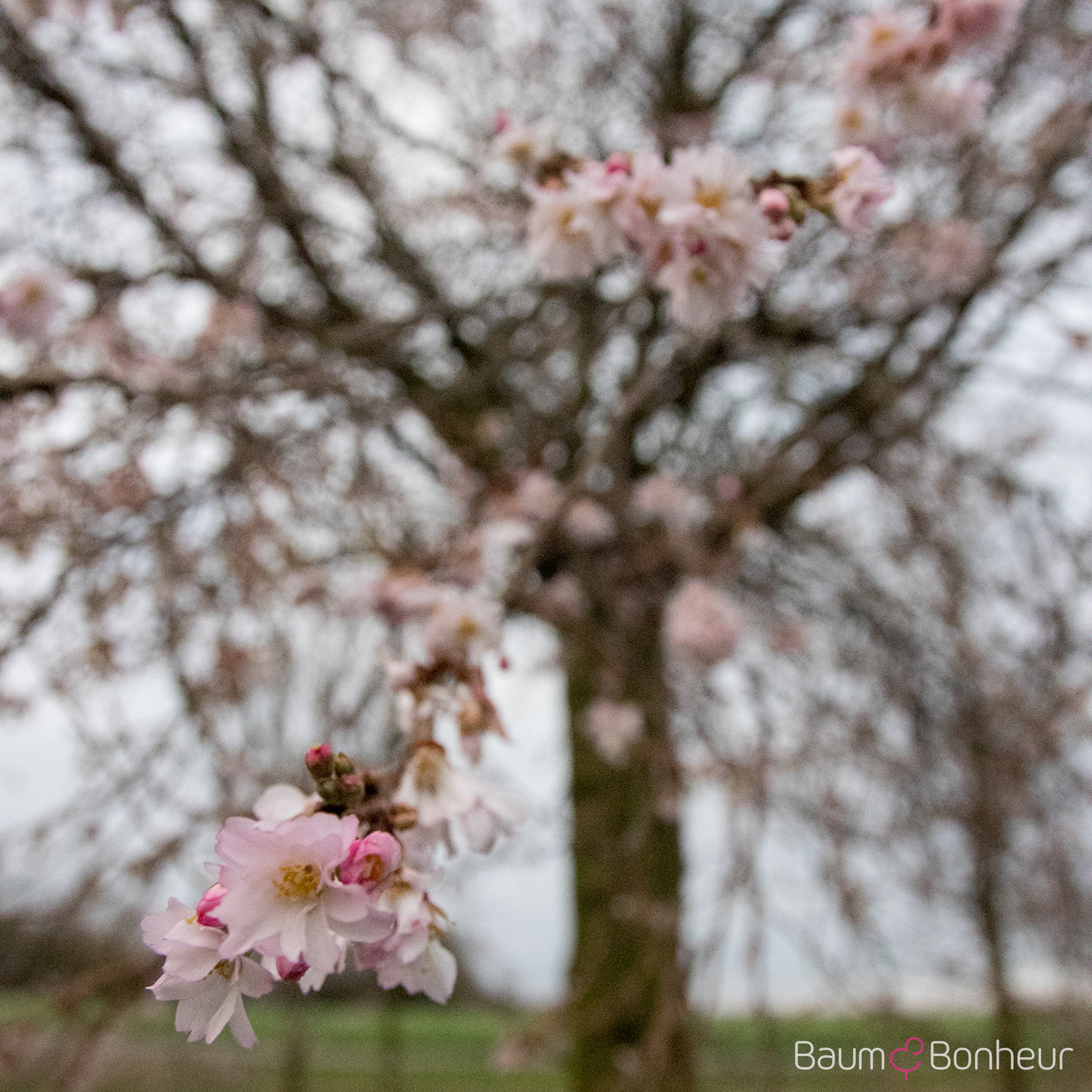 Prunus subhirtella 'Autumnalis Rosea'