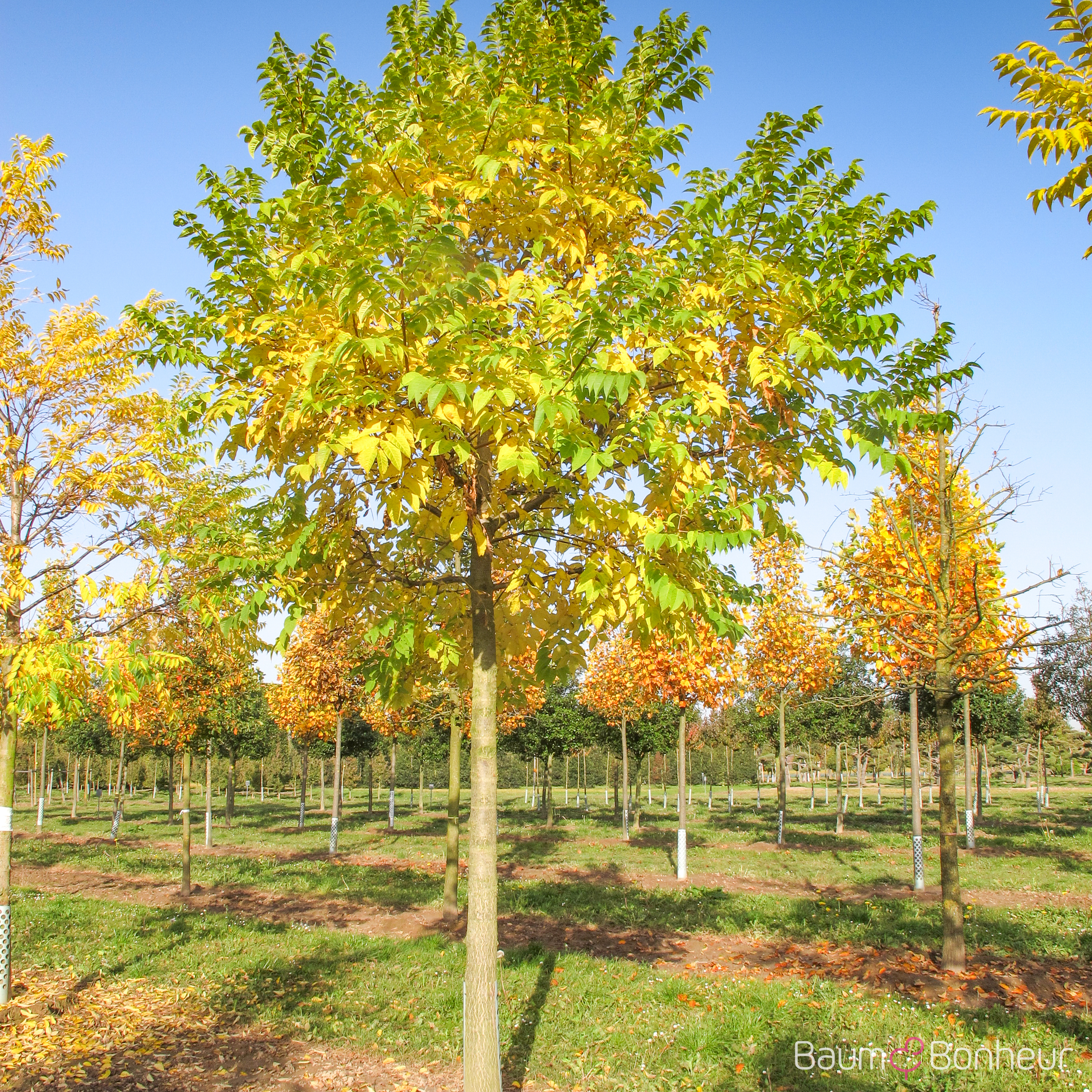 Phellodendron amurense