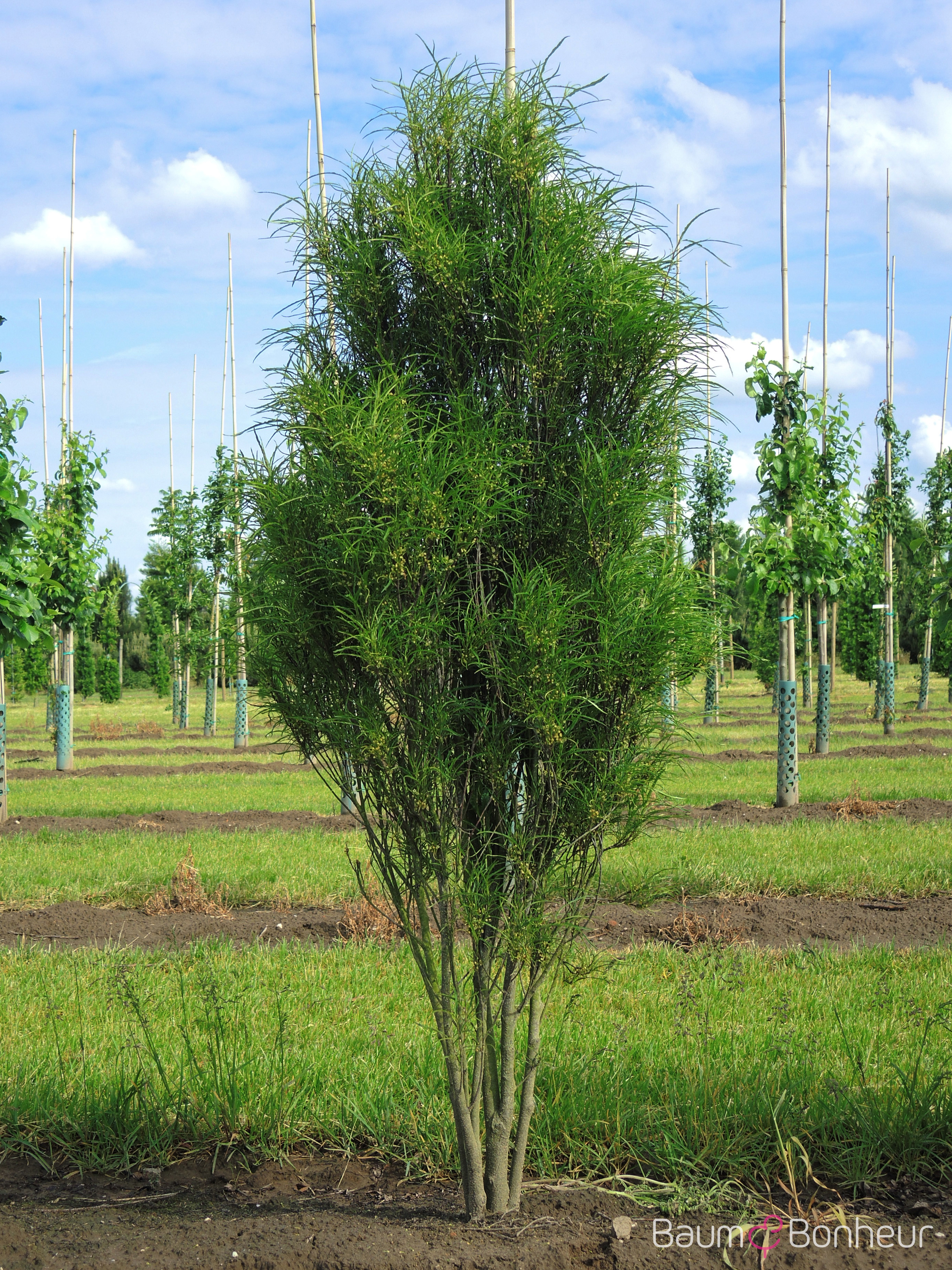 Rhamnus frangula 'Fine Line' -R-