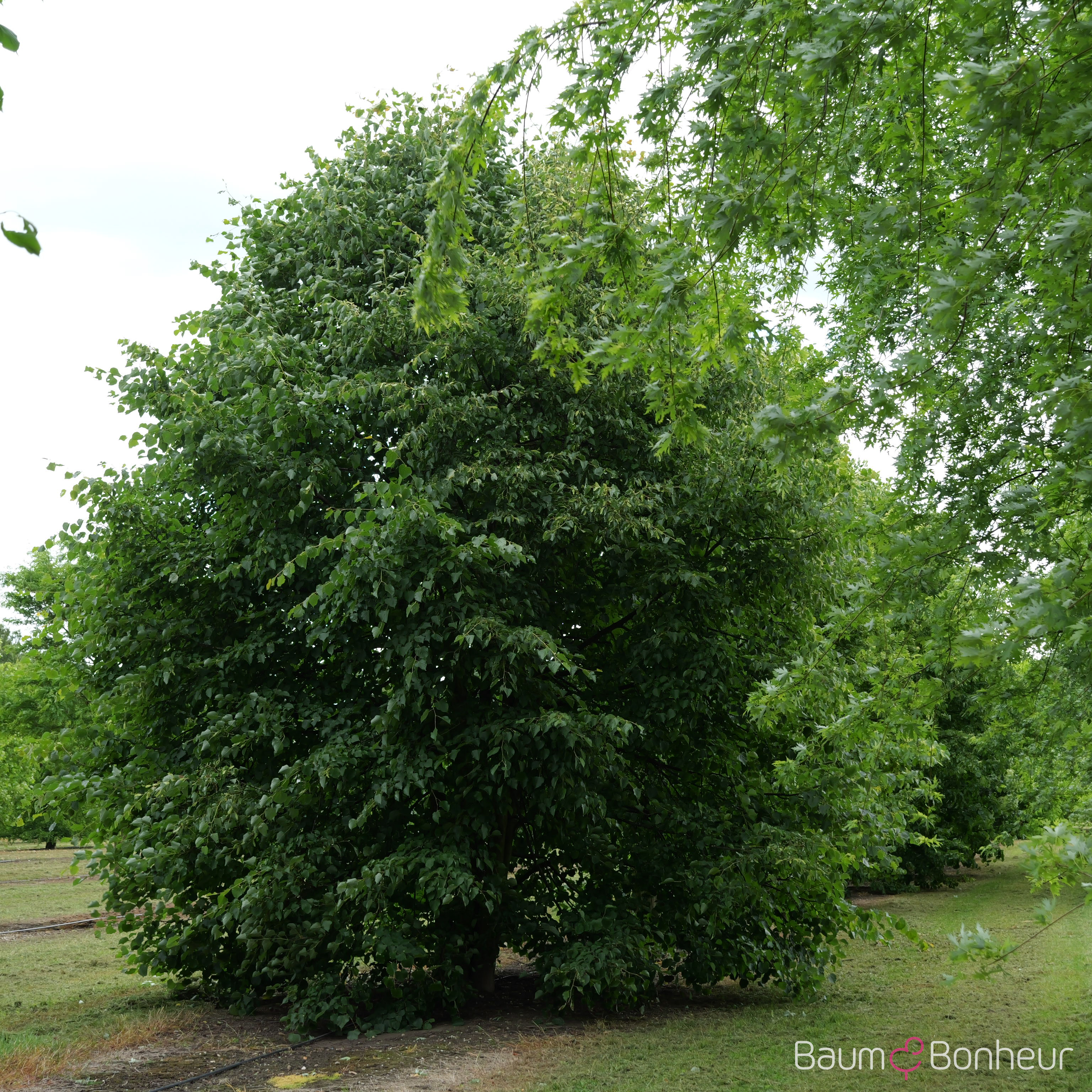 Tilia cordata