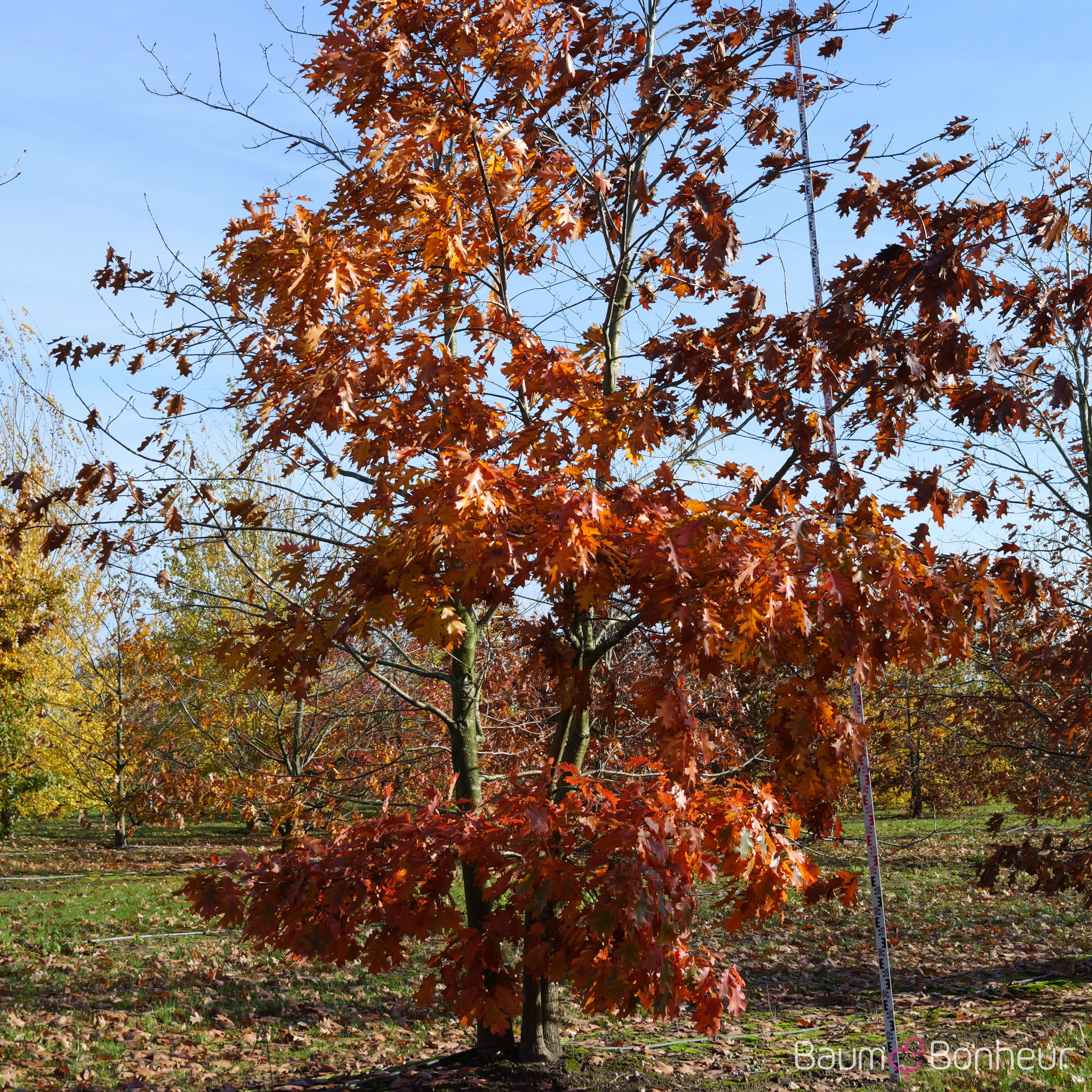Quercus rubra